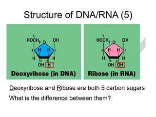 Intro to DNA.ppt for grade 10 presentation slides | PPT