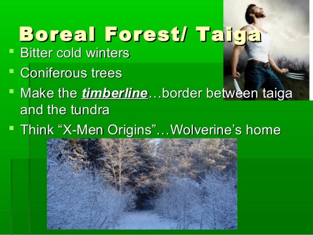 Coniferous Forest Facts For Kids Kids Matttroy