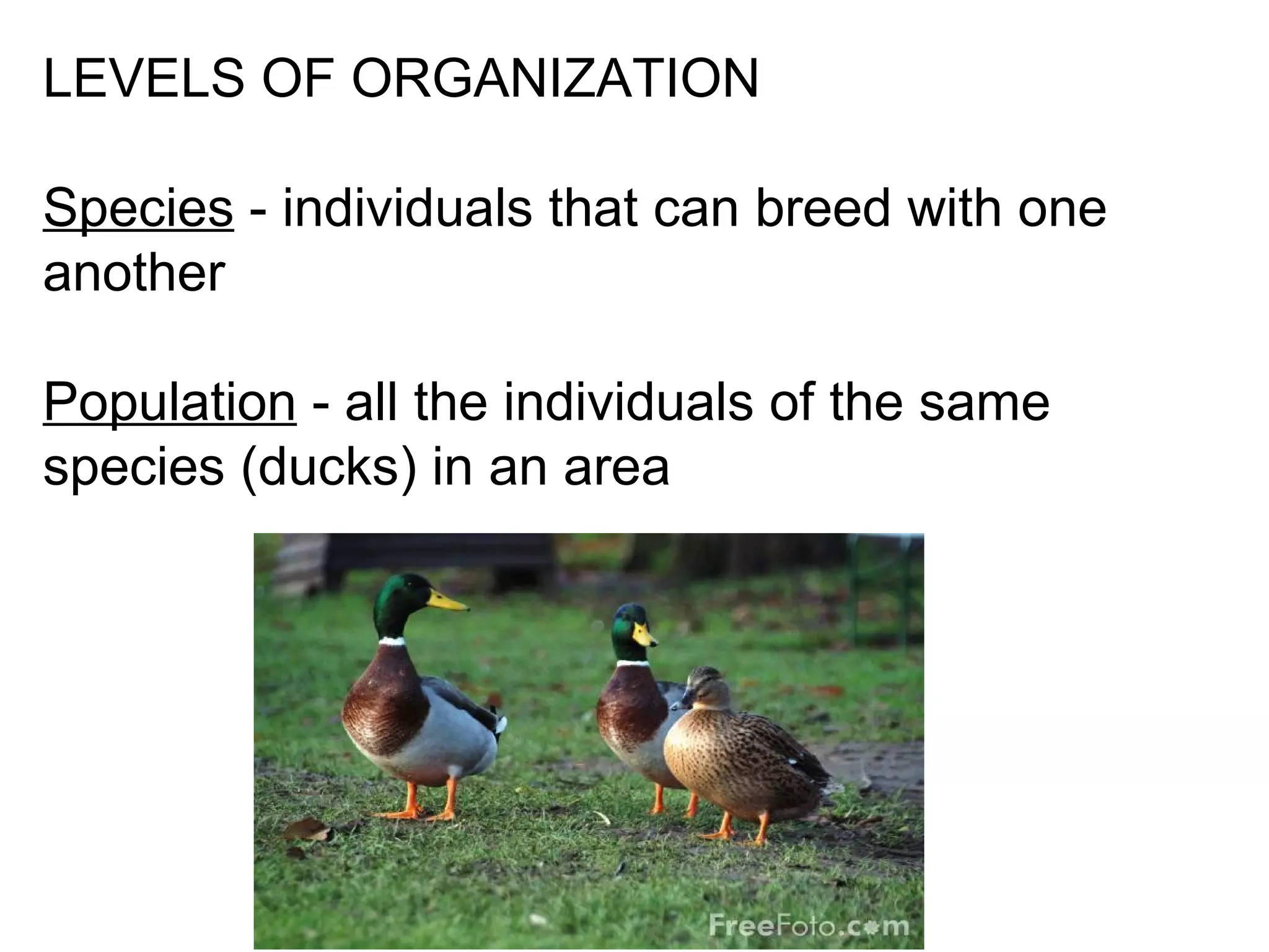 LEVELS OF ORGANIZATION
Species - individuals that can breed with one
another
Population - all the individuals of the same
species (ducks) in an area