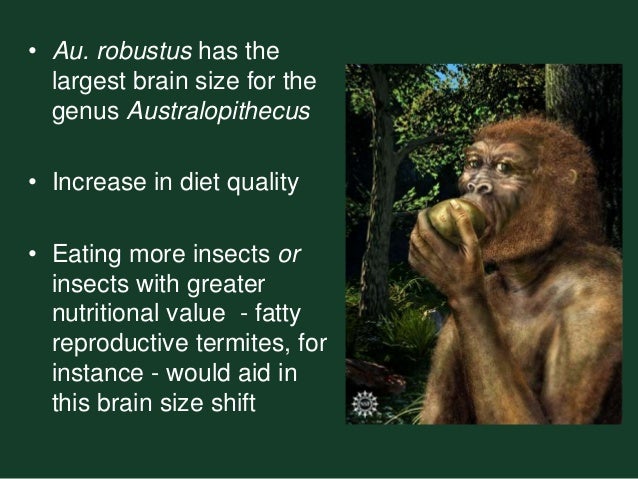 Pdf Evidence Of Termite Foraging By Swartkrans Early Hominids