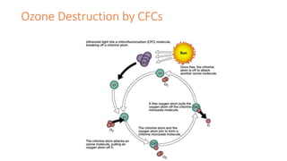Ozone Destruction by CFCs
 