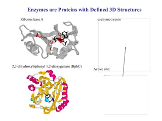 Enzymes are Proteins with Defined 3D Structures
Ribonuclease A
2,3-dihydroxybiphenyl 1,2-dioxygenase (BphC)
a-chymotrypsin
Active site:
 
