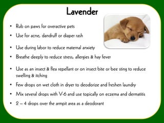 Lavender
• Rub on paws for overactive pets

• Use for acne, dandruff or diaper rash
• Use during labor to reduce maternal anxiety

• Breathe deeply to reduce stress, allergies & hay fever
• Use as an insect & flea repellant or on insect bite or bee sting to reduce
swelling & itching
• Few drops on wet cloth in dryer to deodorize and freshen laundry
• Mix several drops with V-6 and use topically on eczema and dermatitis
• 2 – 4 drops over the armpit area as a deodorant

 