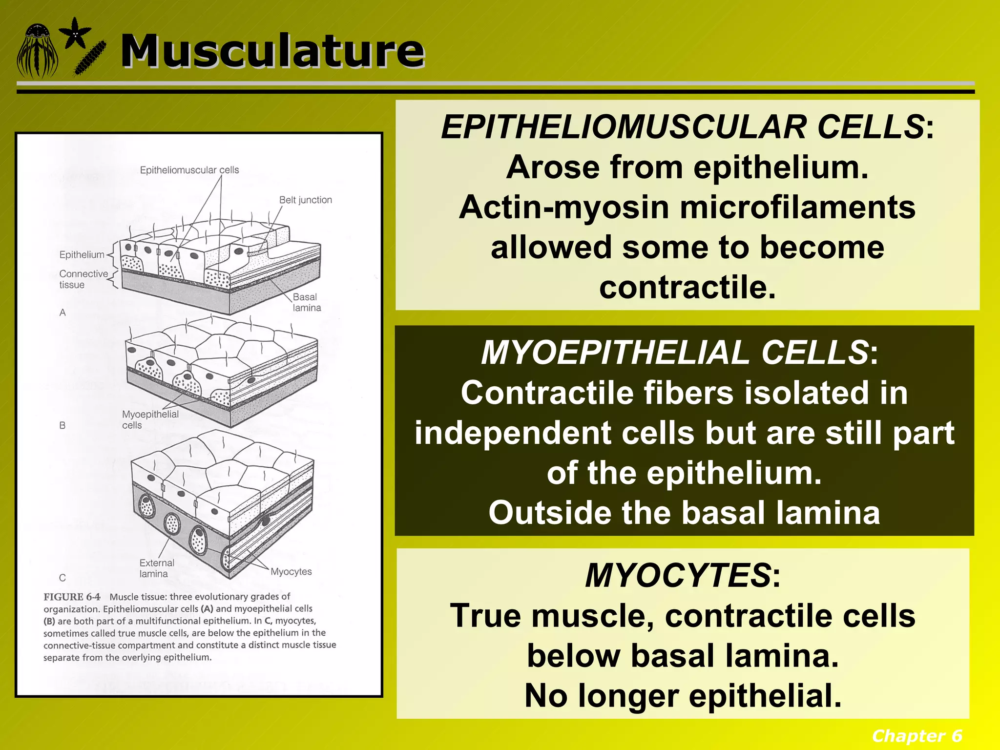 Musculature
              EPITHELIOMUSCULAR CELLS:
                  Arose from epithelium.
               Actin-myosin microfilaments
                 allowed some to become
                       contractile.
              MYOEPITHELIAL CELLS:
             Contractile fibers isolated in
          independent cells but are still part
                  of the epithelium.
              Outside the basal lamina
                      MYOCYTES:
              True muscle, contractile cells
                   below basal lamina.
                  No longer epithelial.
                                         Chapter 6
 