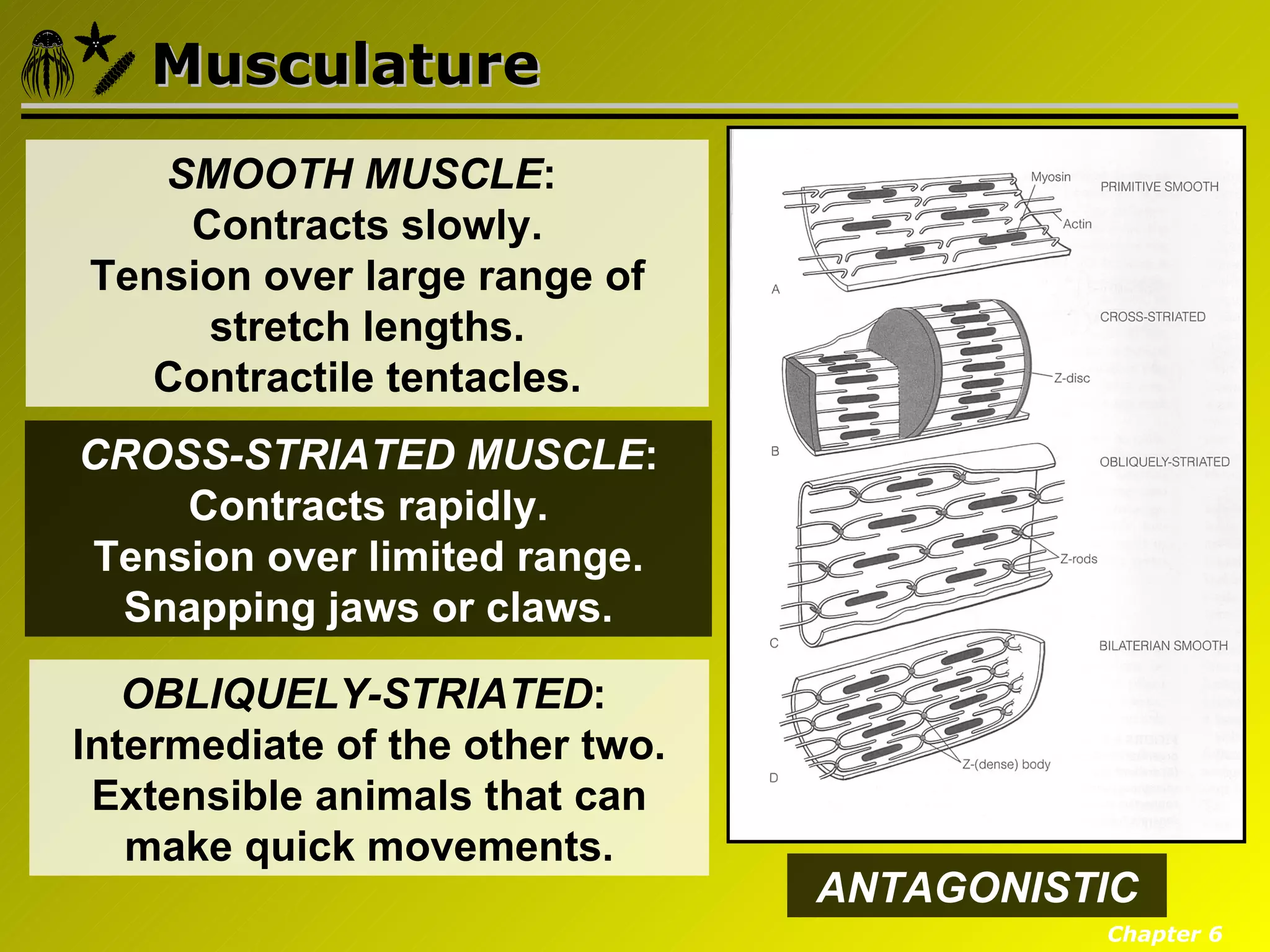 Musculature
   SMOOTH MUSCLE:
    Contracts slowly.
Tension over large range of
     stretch lengths.
   Contractile tentacles.
CROSS-STRIATED MUSCLE:
    Contracts rapidly.
Tension over limited range.
 Snapping jaws or claws.

   OBLIQUELY-STRIATED:
Intermediate of the other two.
 Extensible animals that can
   make quick movements.
                                 ANTAGONISTIC
                                           Chapter 6
 
