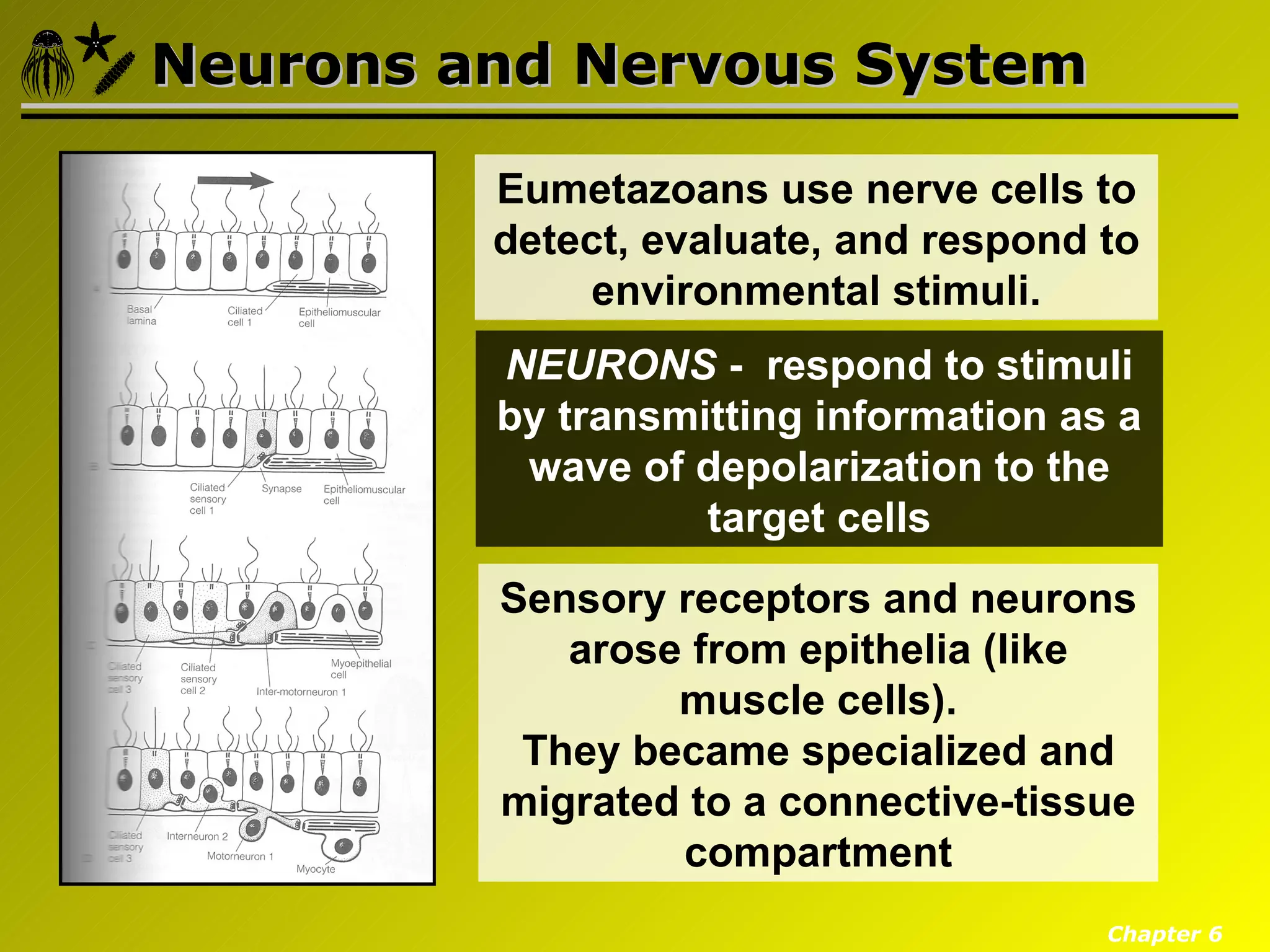 Neurons and Nervous System

         Eumetazoans use nerve cells to
         detect, evaluate, and respond to
             environmental stimuli.
         NEURONS - respond to stimuli
         by transmitting information as a
          wave of depolarization to the
                   target cells
         Sensory receptors and neurons
            arose from epithelia (like
                 muscle cells).
          They became specialized and
         migrated to a connective-tissue
                 compartment
                                       Chapter 6
 
