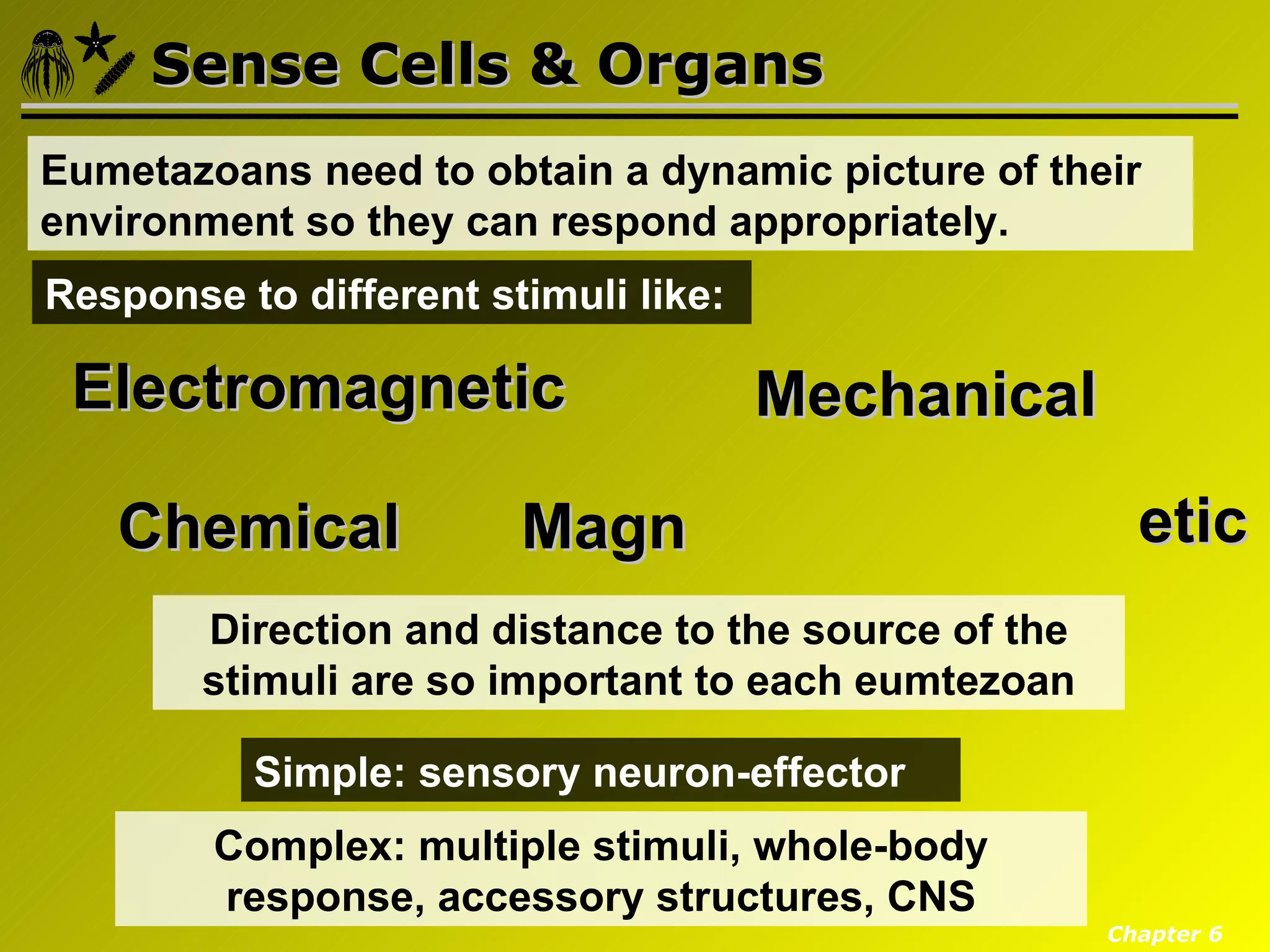 Sense Cells & Organs
Eumetazoans need to obtain a dynamic picture of their
environment so they can respond appropriately.
Response to different stimuli like:

 Electromagnetic                      Mechanical

   Chemical             Magn                            etic
        Direction and distance to the source of the
        stimuli are so important to each eumtezoan

          Simple: sensory neuron-effector
        Complex: multiple stimuli, whole-body
        response, accessory structures, CNS
                                                      Chapter 6
 