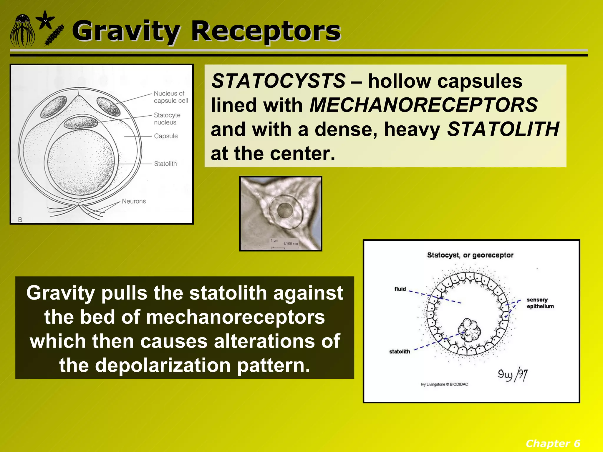 Gravity Receptors
                    STATOCYSTS – hollow capsules
                    lined with MECHANORECEPTORS
                    and with a dense, heavy STATOLITH
                    at the center.




Gravity pulls the statolith against
 the bed of mechanoreceptors
which then causes alterations of
   the depolarization pattern.


                                                 Chapter 6
 