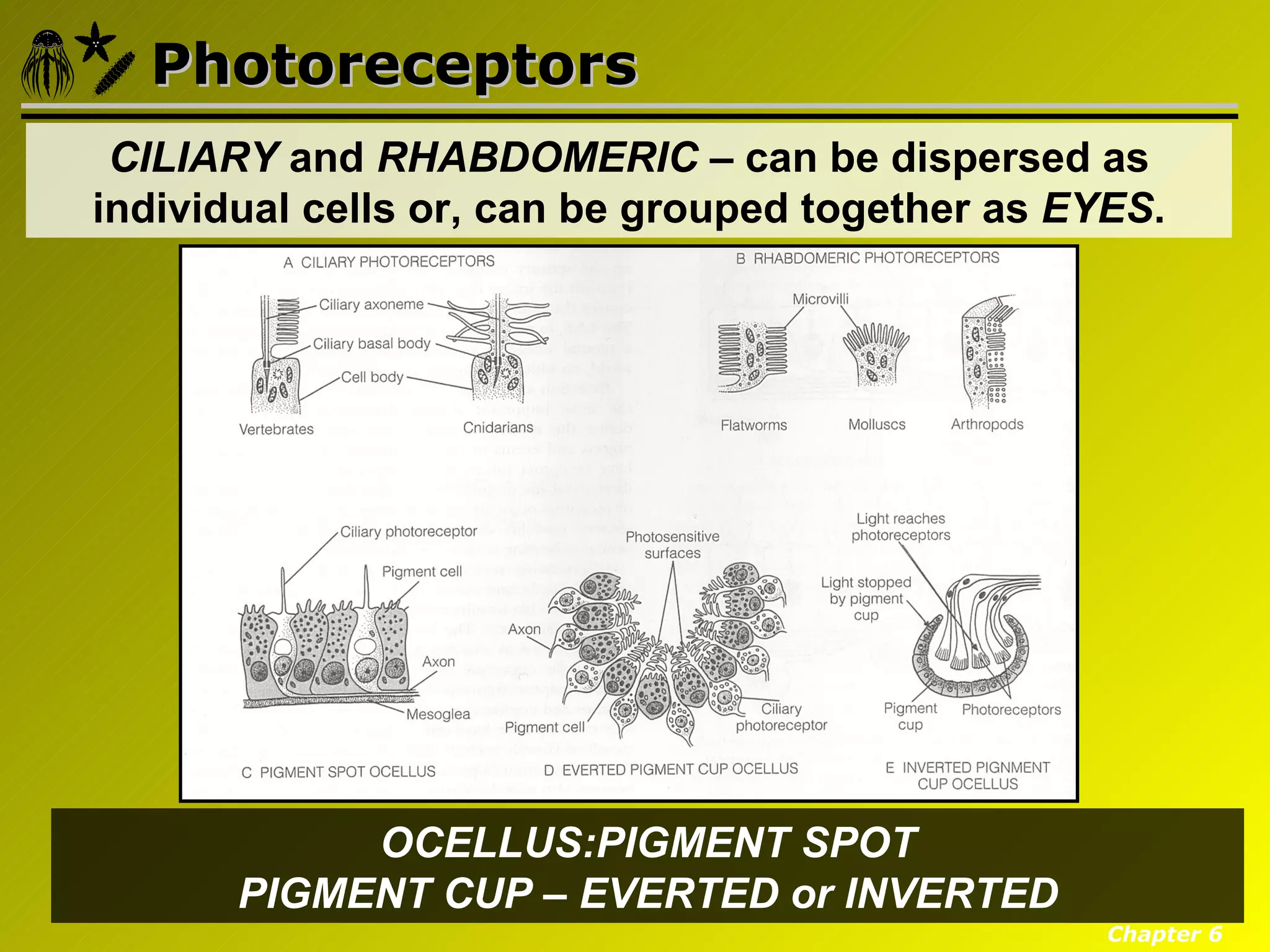 Photoreceptors
 CILIARY and RHABDOMERIC – can be dispersed as
individual cells or, can be grouped together as EYES.




            OCELLUS:PIGMENT SPOT
       PIGMENT CUP – EVERTED or INVERTED
                                                  Chapter 6
 