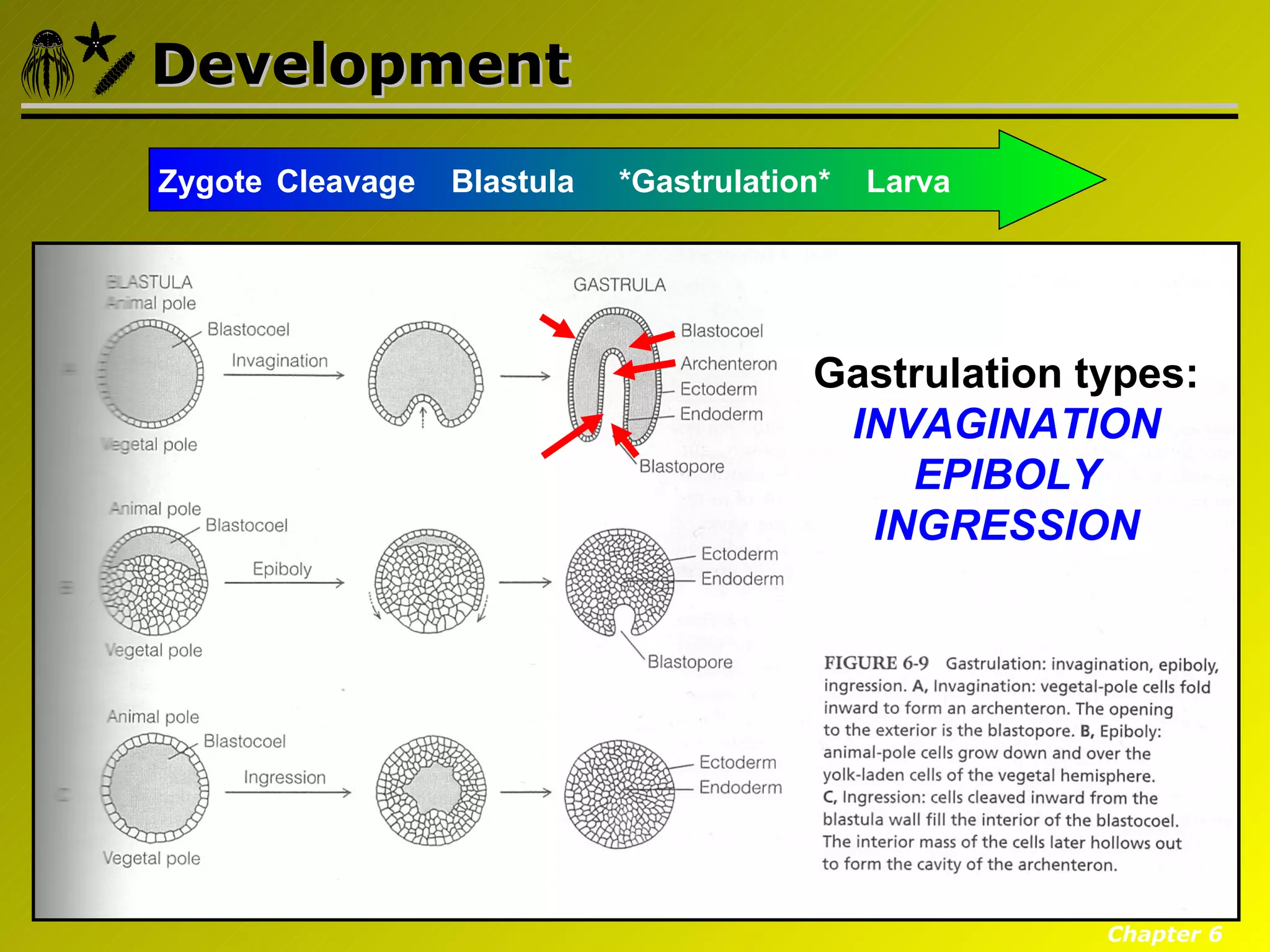 Development
Zygote Cleavage   Blastula   *Gastrulation*   Larva




                                         Gastrulation types:
                                          INVAGINATION
                                             EPIBOLY
                                           INGRESSION




                                                       Chapter 6
 