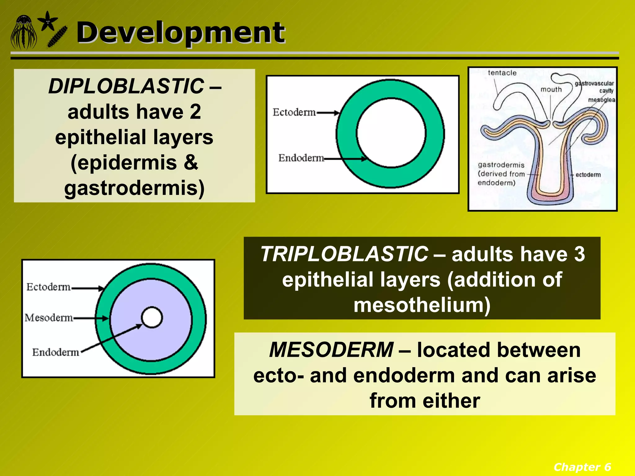 Development
DIPLOBLASTIC –
  adults have 2
epithelial layers
  (epidermis &
 gastrodermis)


                    TRIPLOBLASTIC – adults have 3
                      epithelial layers (addition of
                              mesothelium)

                     MESODERM – located between
                    ecto- and endoderm and can arise
                               from either

                                                Chapter 6
 