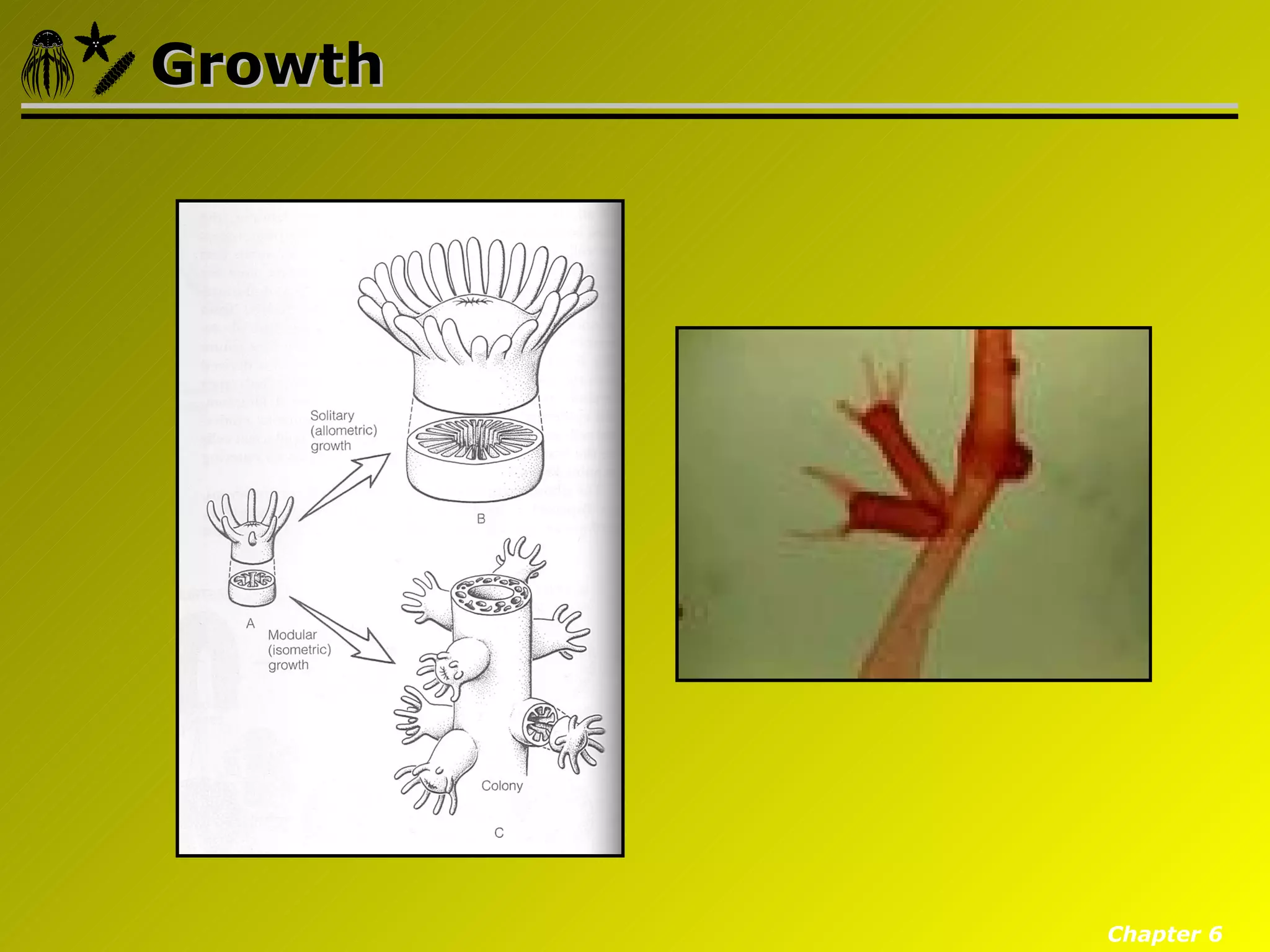 Growth




         Chapter 6
 