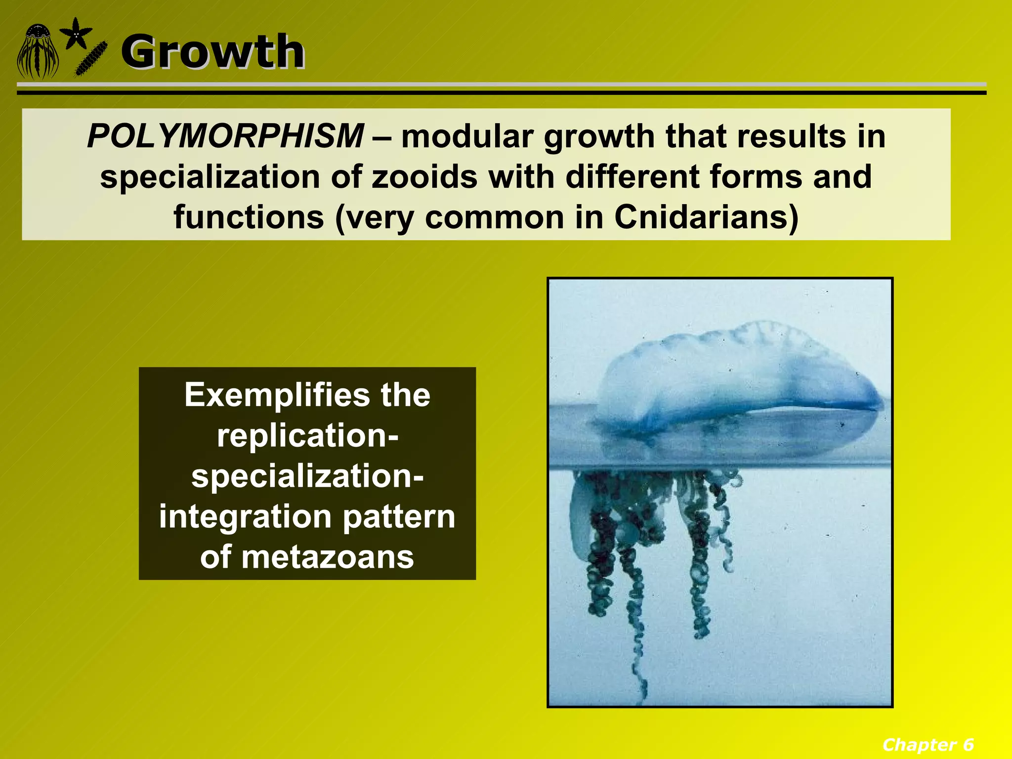 Growth
POLYMORPHISM – modular growth that results in
 specialization of zooids with different forms and
     functions (very common in Cnidarians)




      Exemplifies the
        replication-
      specialization-
    integration pattern
       of metazoans




                                                 Chapter 6
 