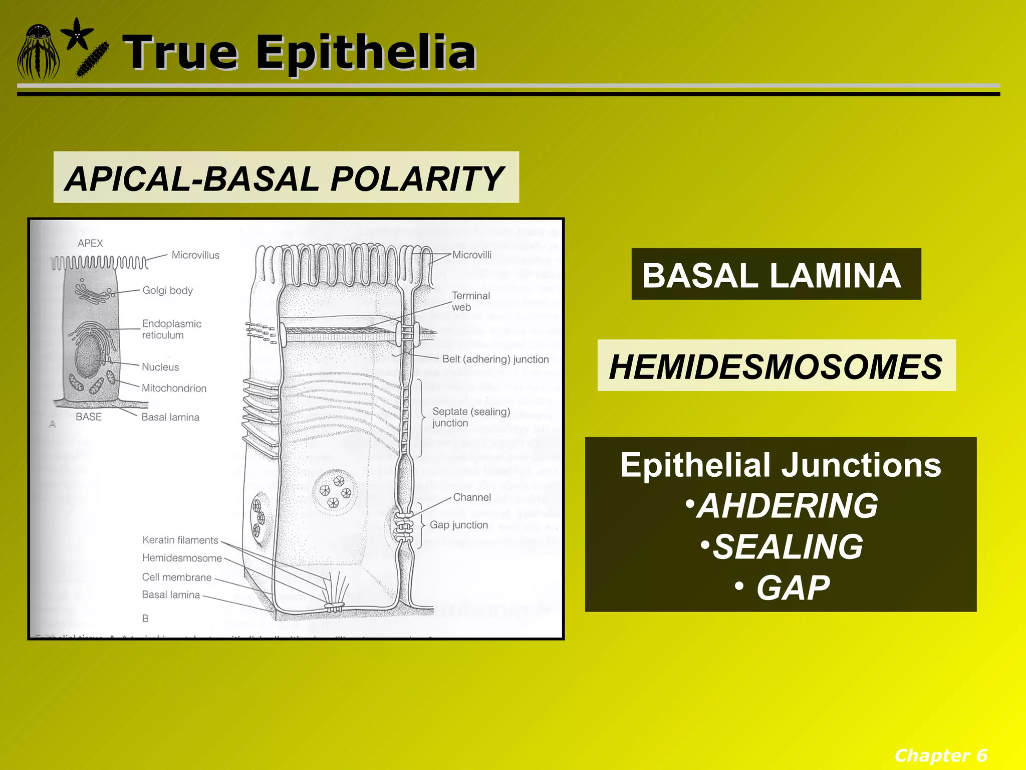 True Epithelia

APICAL-BASAL POLARITY

                         BASAL LAMINA

                        HEMIDESMOSOMES

                        Epithelial Junctions
                            •AHDERING
                             •SEALING
                               • GAP



                                         Chapter 6
 