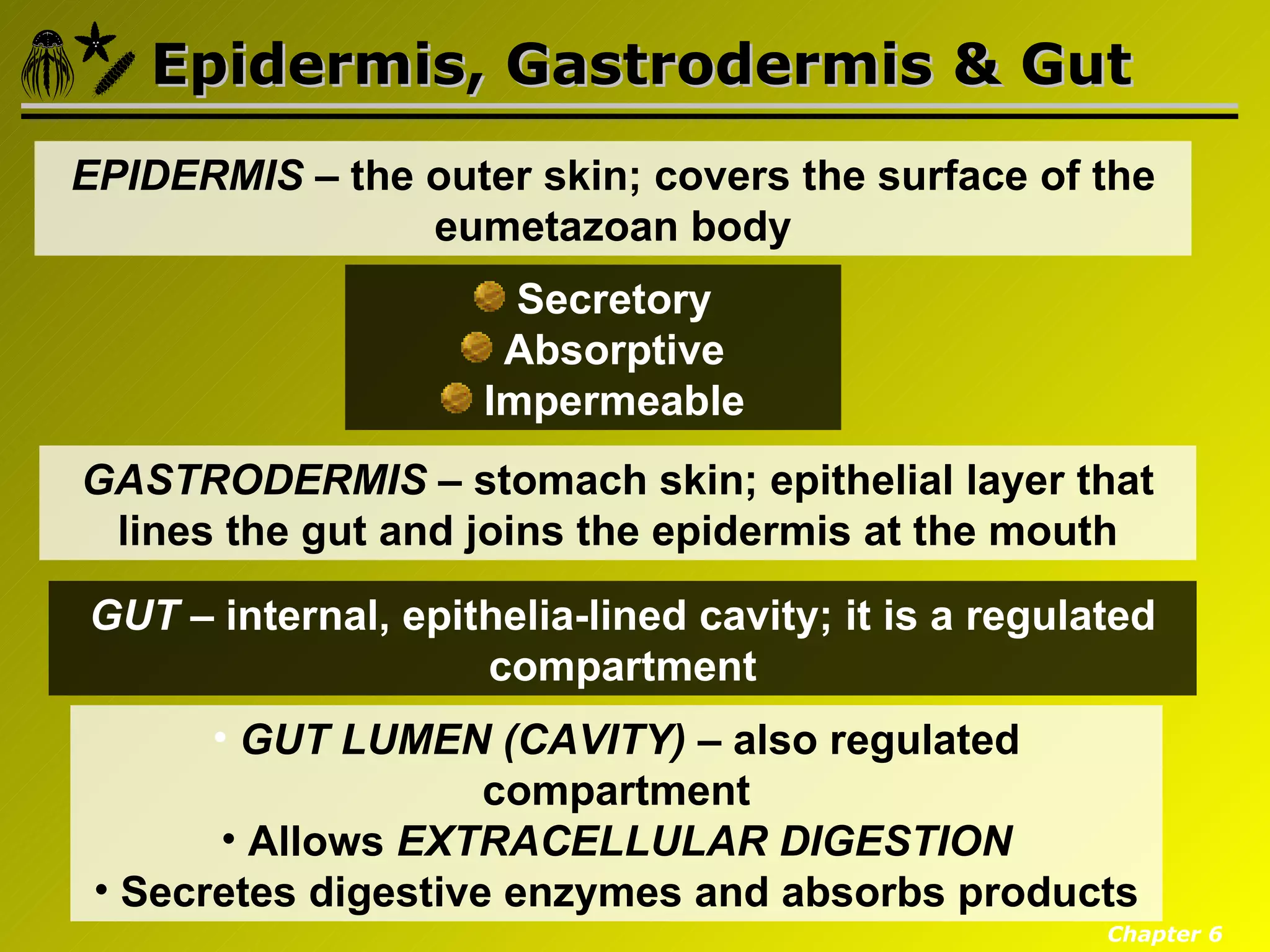 Epidermis, Gastrodermis & Gut
EPIDERMIS – the outer skin; covers the surface of the
                eumetazoan body
                       Secretory
                      Absorptive
                     Impermeable
GASTRODERMIS – stomach skin; epithelial layer that
 lines the gut and joins the epidermis at the mouth

GUT – internal, epithelia-lined cavity; it is a regulated
                    compartment
       • GUT LUMEN (CAVITY) – also regulated
                     compartment
        • Allows EXTRACELLULAR DIGESTION
 • Secretes digestive enzymes and absorbs products
                                                      Chapter 6
 