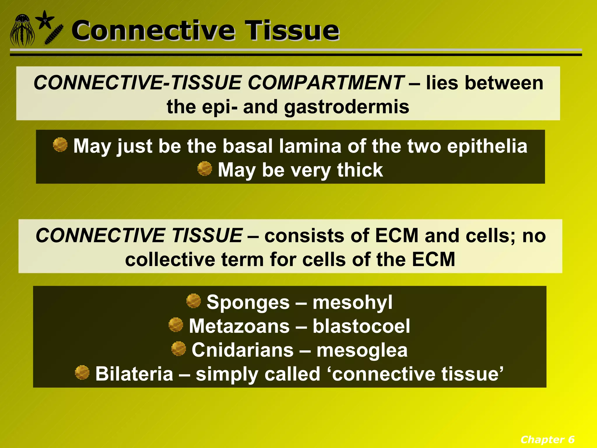 Connective Tissue
CONNECTIVE-TISSUE COMPARTMENT – lies between
           the epi- and gastrodermis
   May just be the basal lamina of the two epithelia
                  May be very thick


CONNECTIVE TISSUE – consists of ECM and cells; no
      collective term for cells of the ECM

                  Sponges – mesohyl
                Metazoans – blastocoel
                Cnidarians – mesoglea
     Bilateria – simply called ‘connective tissue’


                                                     Chapter 6
 