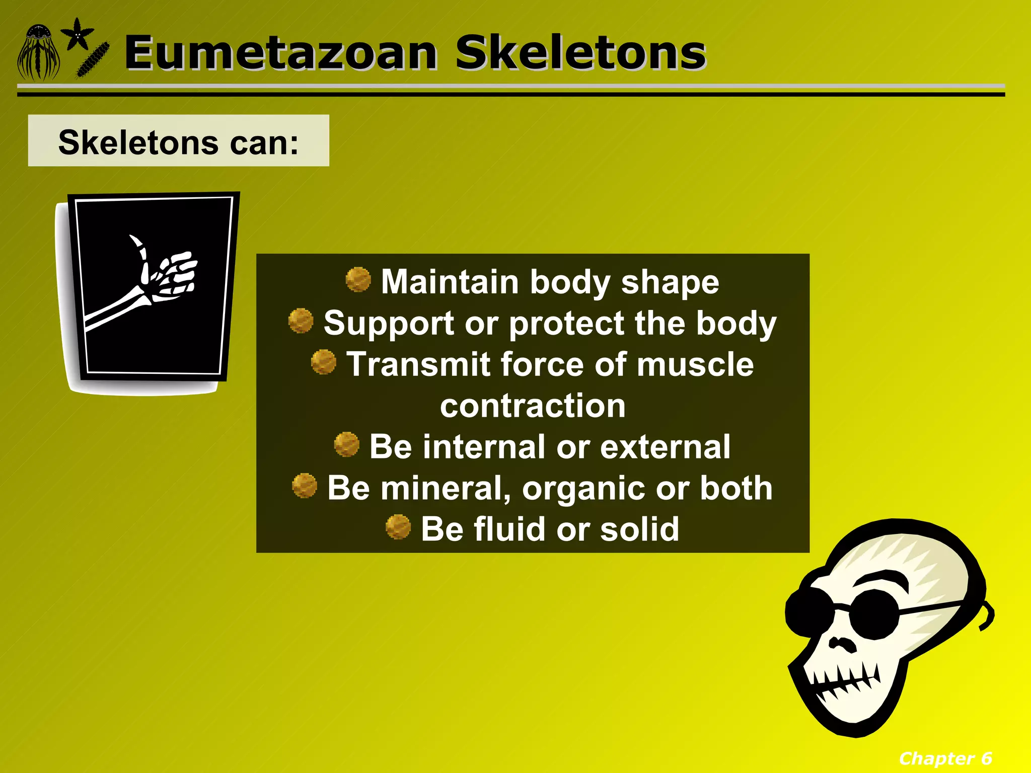 Eumetazoan Skeletons
Skeletons can:



                    Maintain body shape
                 Support or protect the body
                  Transmit force of muscle
                       contraction
                   Be internal or external
                 Be mineral, organic or both
                      Be fluid or solid




                                               Chapter 6
 