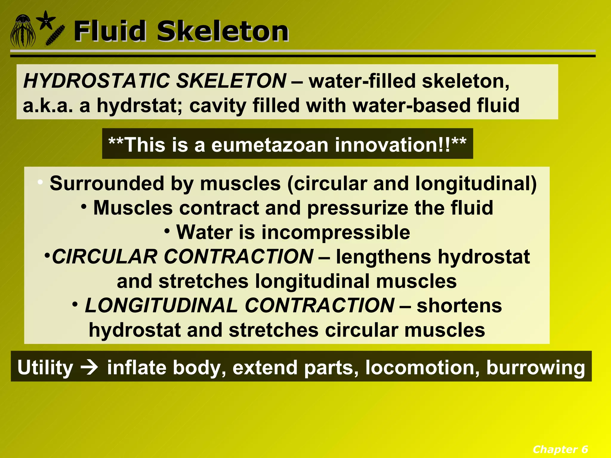 Fluid Skeleton
HYDROSTATIC SKELETON – water-filled skeleton,
a.k.a. a hydrstat; cavity filled with water-based fluid
         **This is a eumetazoan innovation!!**
  • Surrounded by muscles (circular and longitudinal)
       • Muscles contract and pressurize the fluid
               • Water is incompressible
   •CIRCULAR CONTRACTION – lengthens hydrostat
           and stretches longitudinal muscles
      • LONGITUDINAL CONTRACTION – shortens
        hydrostat and stretches circular muscles
Utility  inflate body, extend parts, locomotion, burrowing


                                                          Chapter 6
 