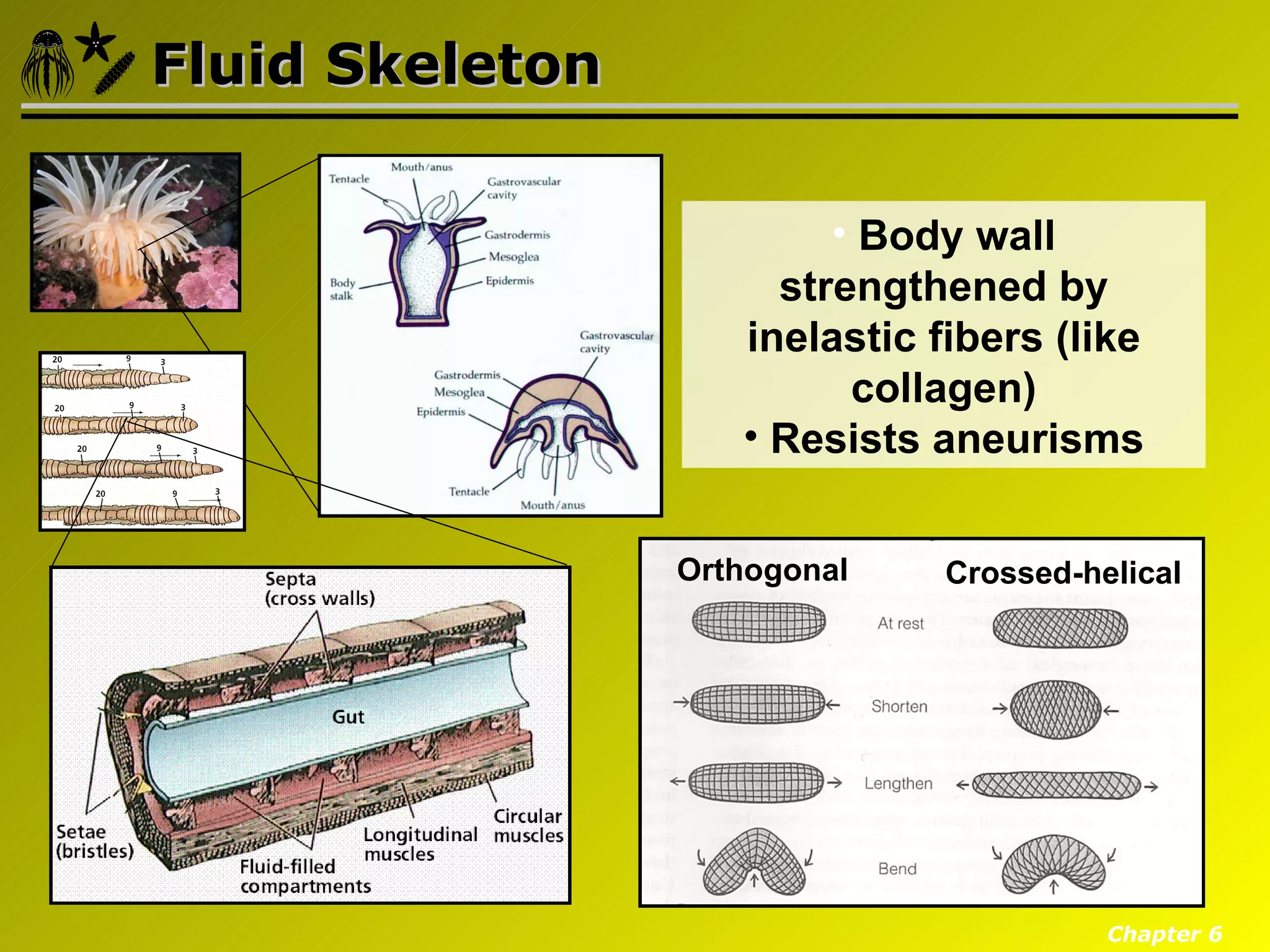 Fluid Skeleton

                         • Body wall
                      strengthened by
                    inelastic fibers (like
                          collagen)
                    • Resists aneurisms


                 Orthogonal    Crossed-helical




                                         Chapter 6
 