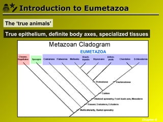 Introduction to Eumetazoa

The ‘true animals’
True epithelium, definite body axes, specialized tissues


                             EUMETAZOA




                                                     Chapter 6
 