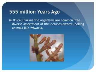 555 million Years Ago
Multi-cellular marine organisms are common. The
 diverse assortment of life includes bizarre-looking
 animals like Wiwaxia.
 