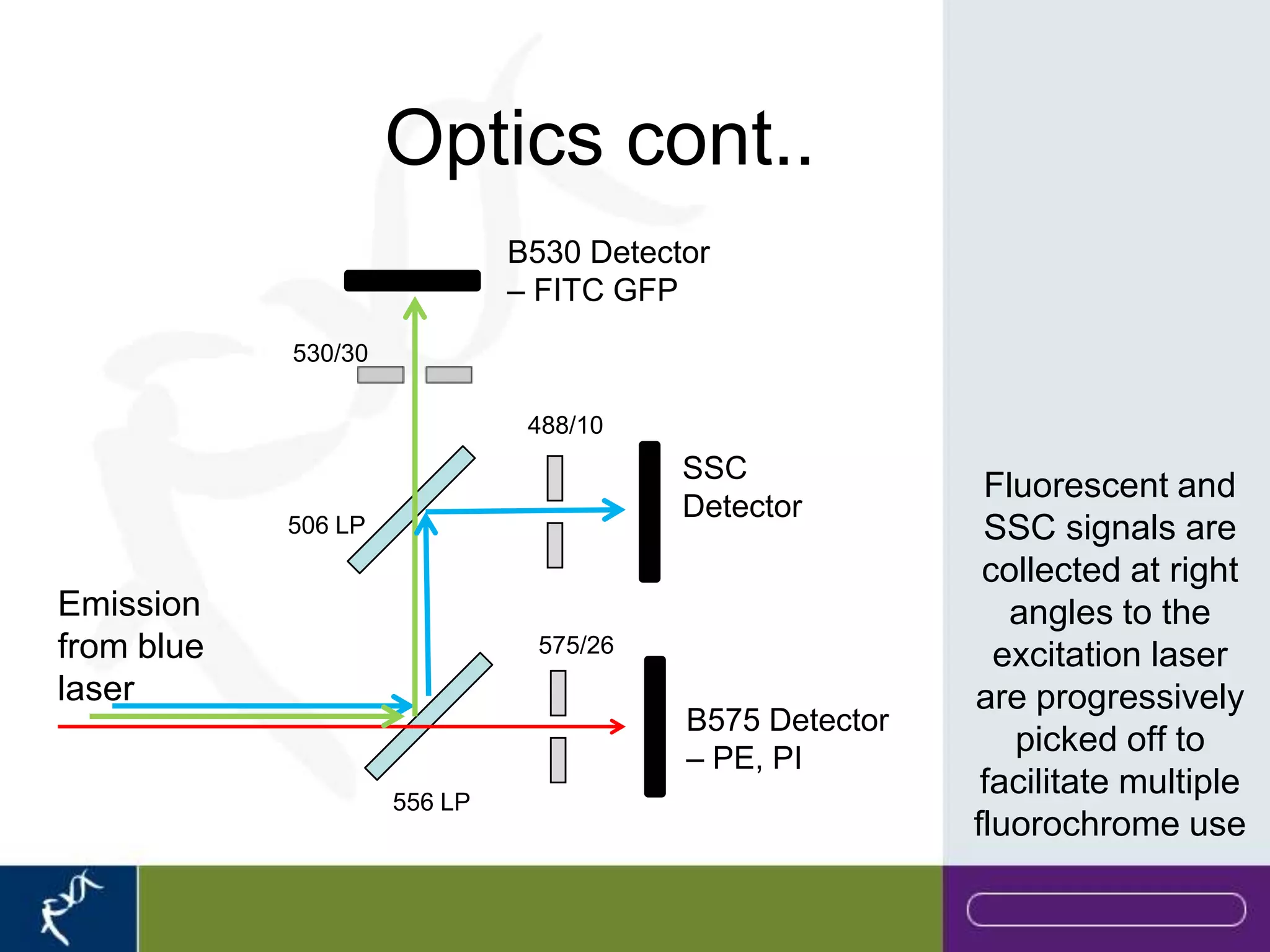Optics cont..
                              B530 Detector
                              – FITC GFP
            530/30

                               488/10
                                         SSC
                                                          Fluorescent and
                                         Detector
            506 LP                                        SSC signals are
                                                          collected at right
Emission                                                    angles to the
from blue                      575/26
                                                           excitation laser
laser                                                    are progressively
                                         B575 Detector
                                                            picked off to
                                         – PE, PI
                     556 LP
                                                          facilitate multiple
                                                         fluorochrome use
 