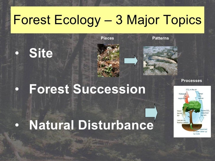 Intro To Forest Ecology