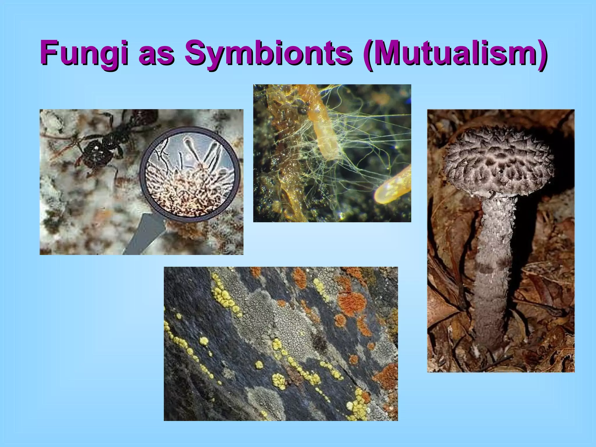 Fungi as Symbionts (Mutualism) 