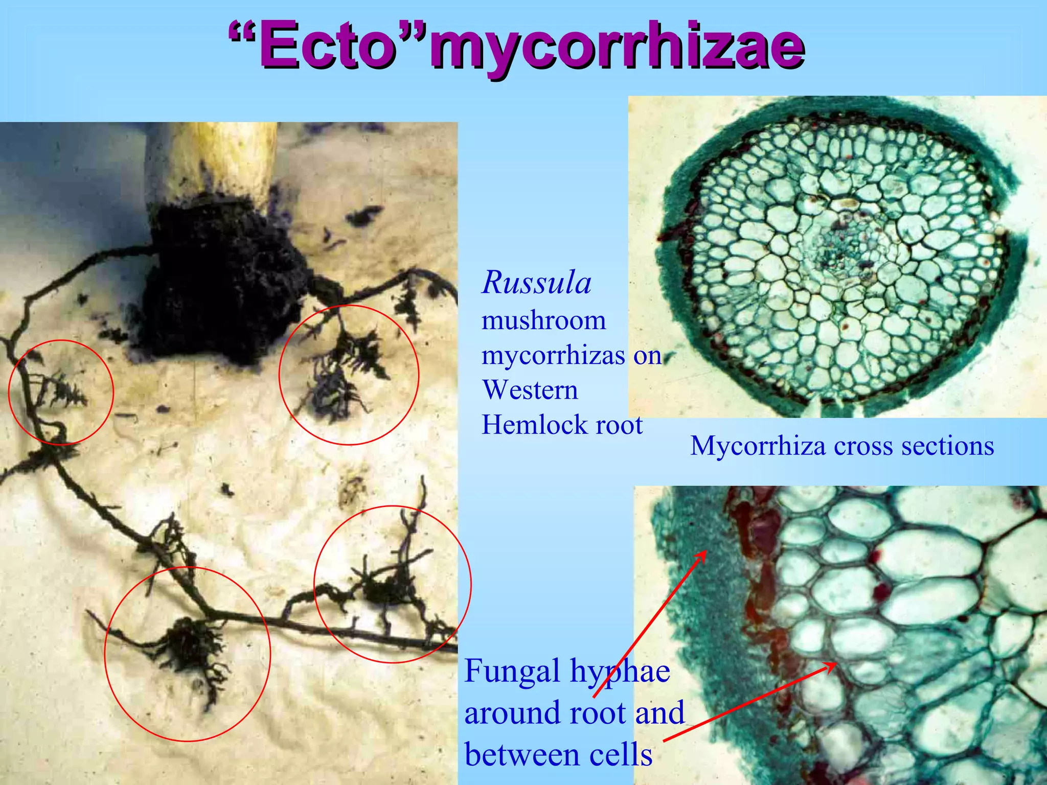 “ Ecto”mycorrhizae Russula  mushroom mycorrhizas on Western Hemlock root Fungal hyphae around root and between cells Mycorrhiza cross sections 