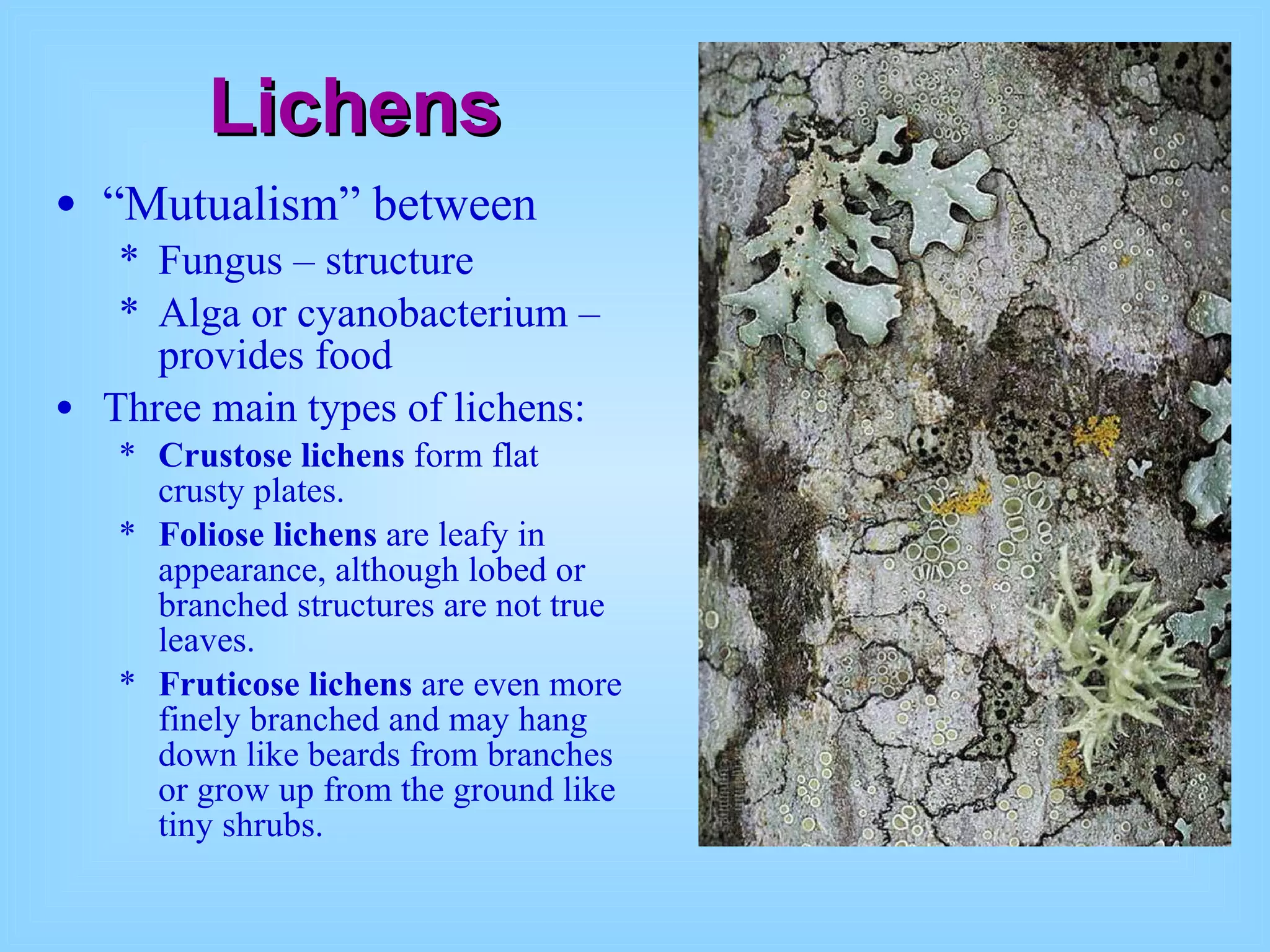Lichens “ Mutualism” between Fungus – structure Alga or cyanobacterium – provides food Three main types of lichens:  Crustose lichens  form flat crusty plates.   Foliose lichens  are leafy in appearance, although lobed or branched structures are not true leaves.  Fruticose lichens  are even more finely branched and may hang down like beards from branches or grow up from the ground like tiny shrubs.  