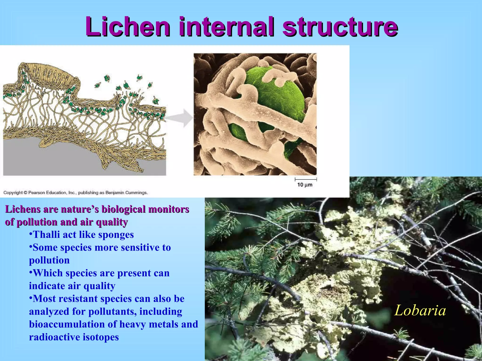 Lichen internal structure Lobaria Lichens are nature’s biological monitors of pollution and air quality Thalli act like sponges Some species more sensitive to pollution Which species are present can indicate air quality Most resistant species can also be analyzed for pollutants, including bioaccumulation of heavy metals and radioactive isotopes 