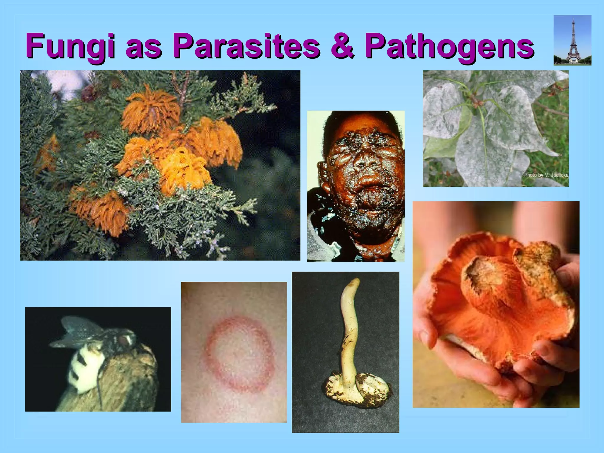 Fungi as Parasites & Pathogens 