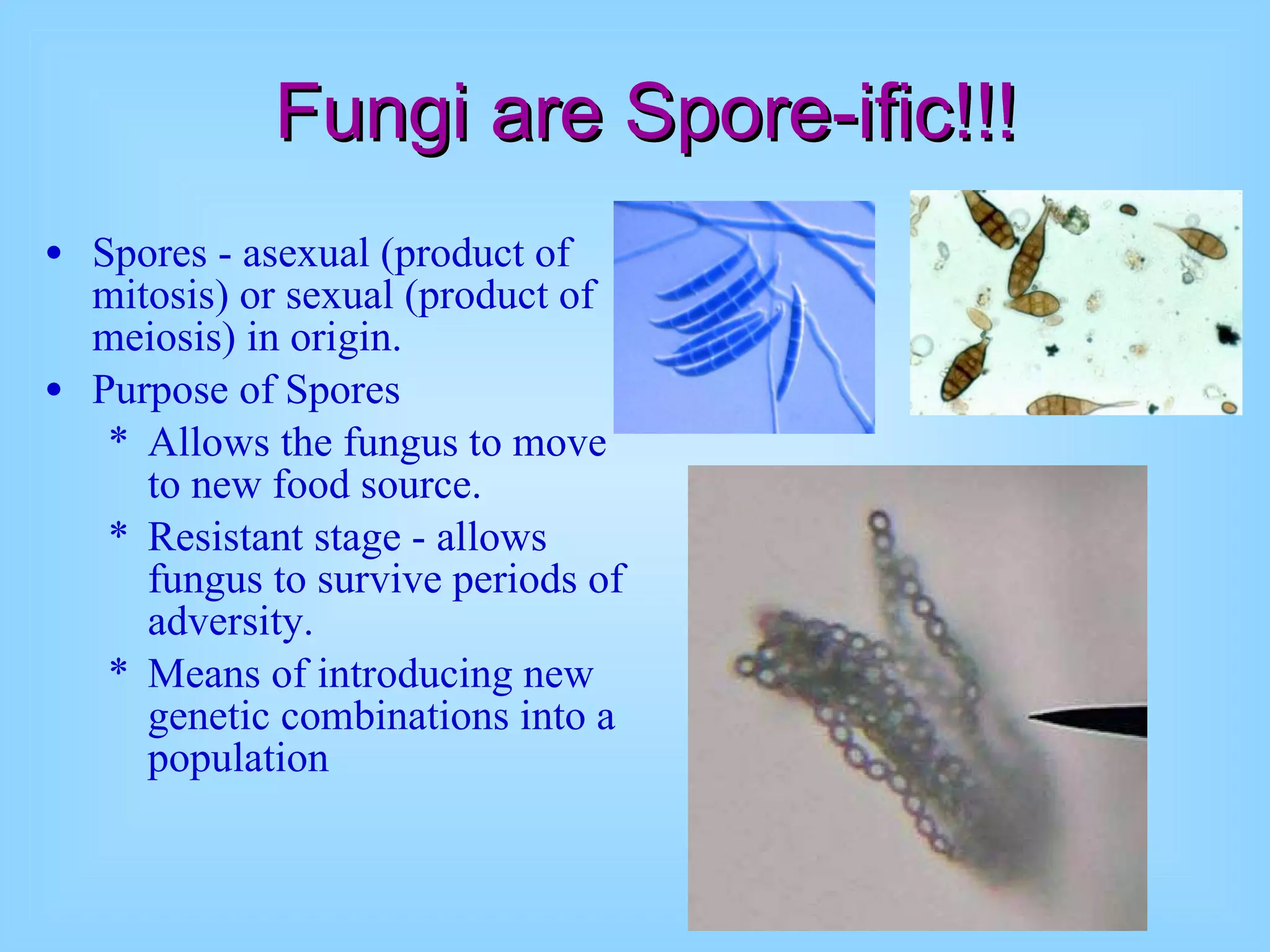 Fungi are Spore-ific!!! Spores - asexual (product of mitosis) or sexual (product of meiosis) in origin.  Purpose of Spores  Allows the fungus to move to new food source.  Resistant stage - allows fungus to survive periods of adversity. Means of introducing new genetic combinations into a population 