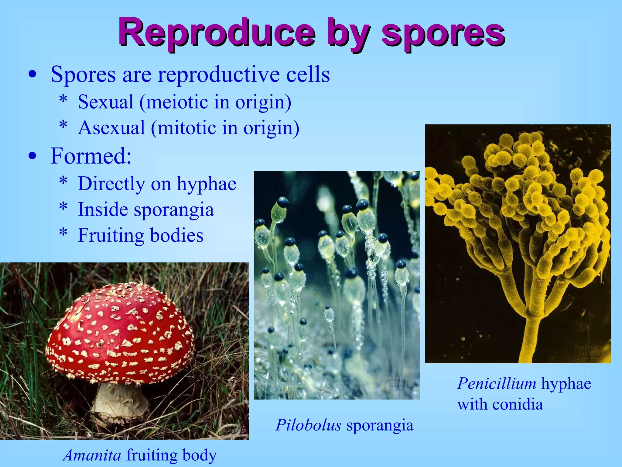 Reproduce by spores Spores are reproductive cells Sexual (meiotic in origin) Asexual (mitotic in origin) Formed: Directly on hyphae Inside sporangia Fruiting bodies  Amanita  fruiting body Pilobolus  sporangia Penicillium  hyphae with conidia 
