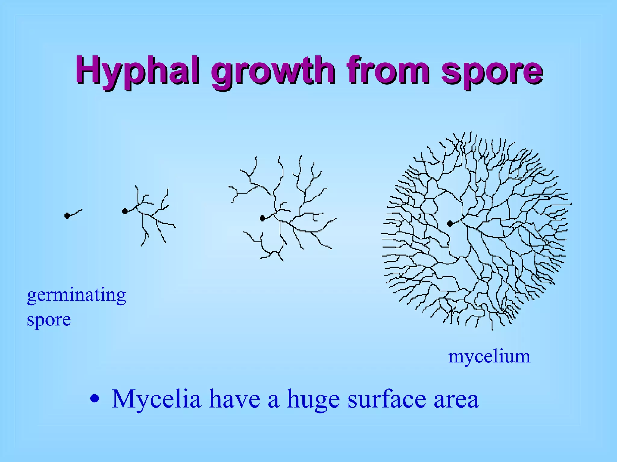 Hyphal growth from spore Mycelia have a huge surface area mycelium germinating spore 