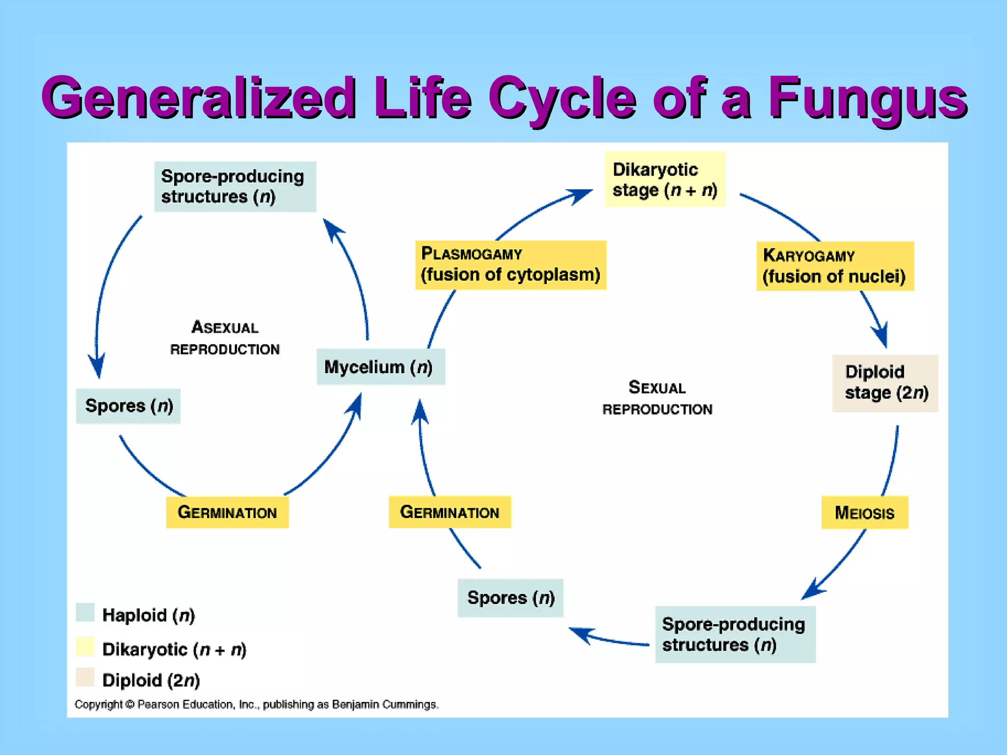 Generalized Life Cycle of a Fungus 