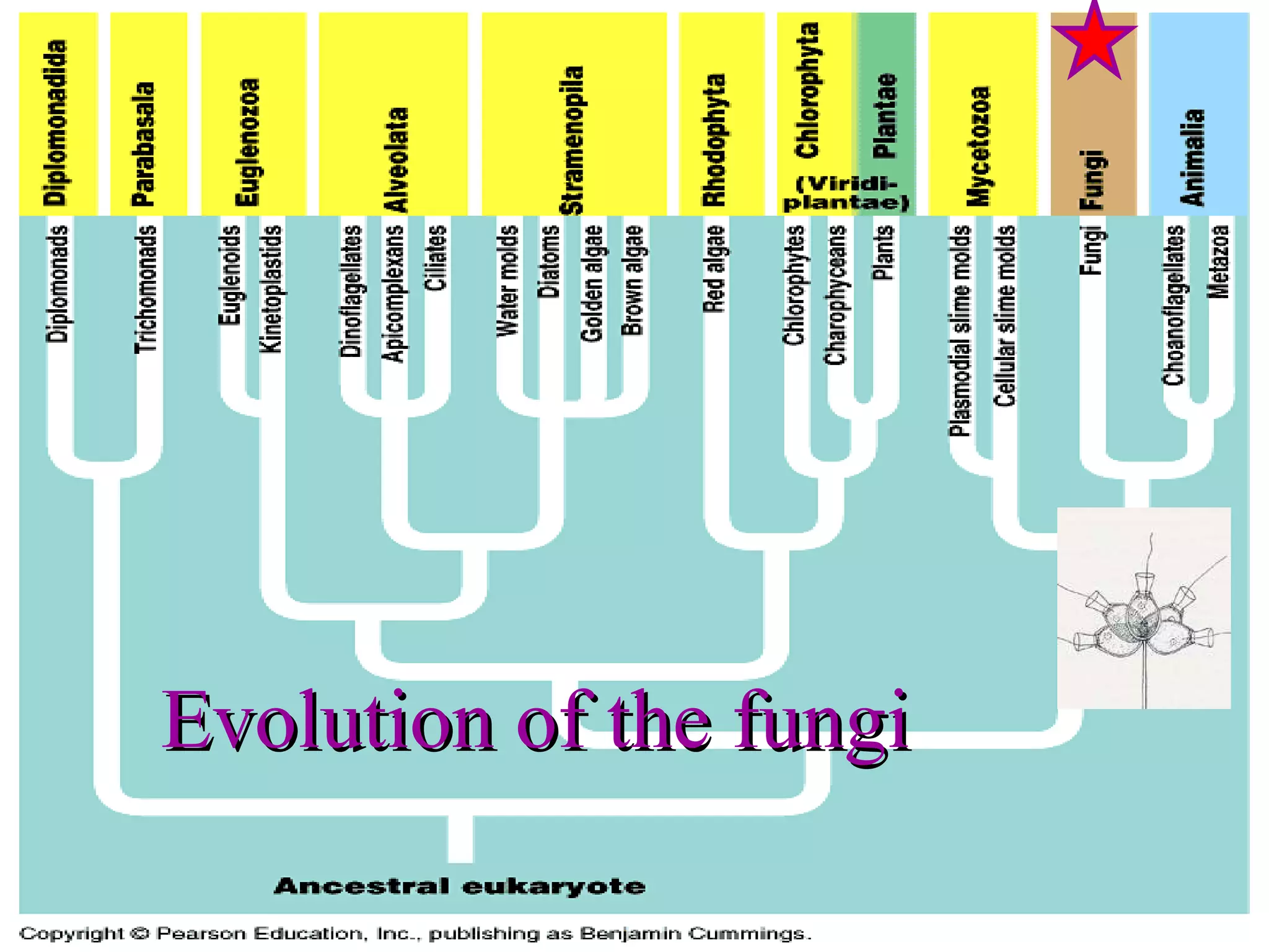 Evolution of the fungi 