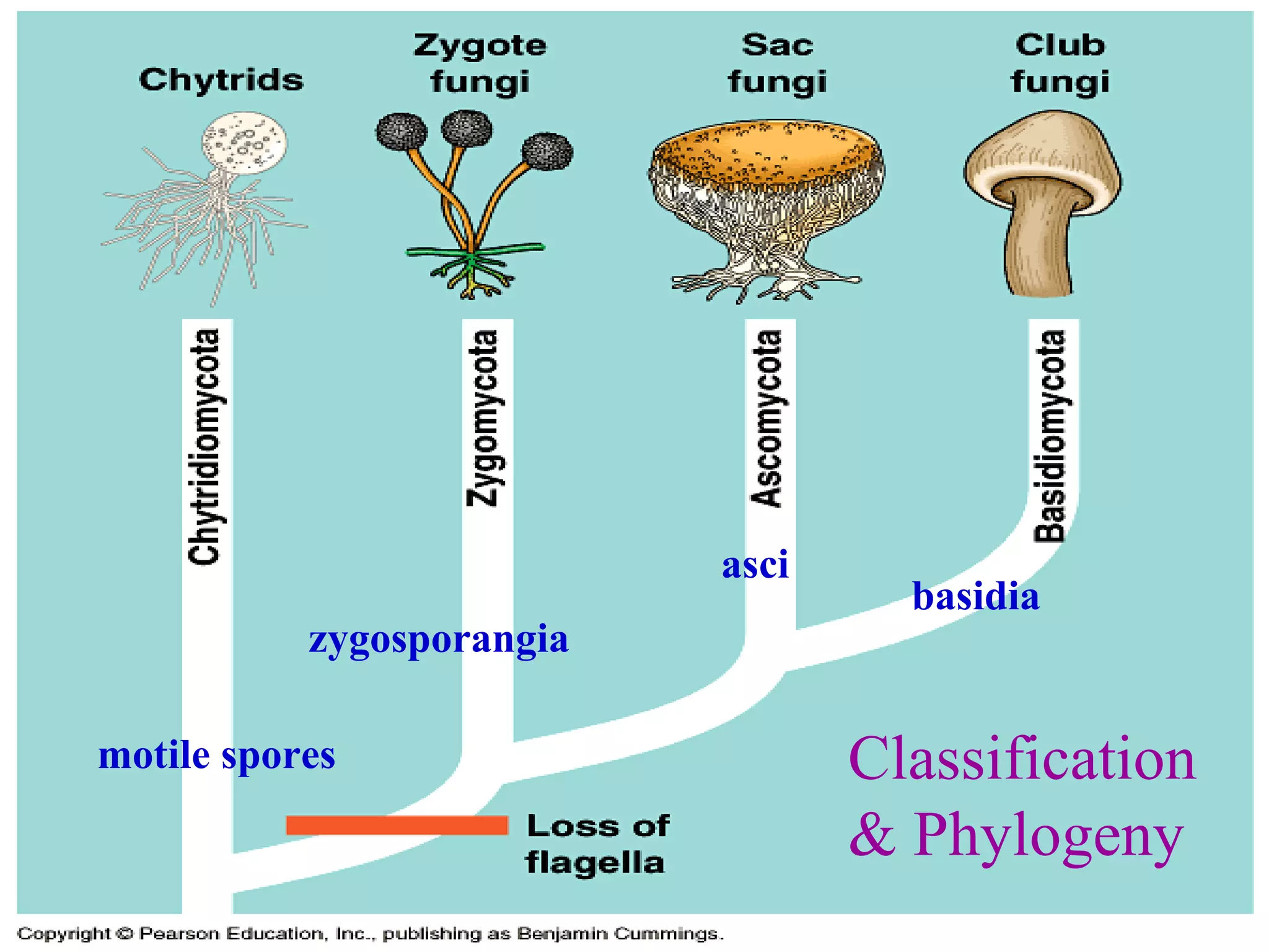 Classification & Phylogeny motile spores zygosporangia asci basidia 