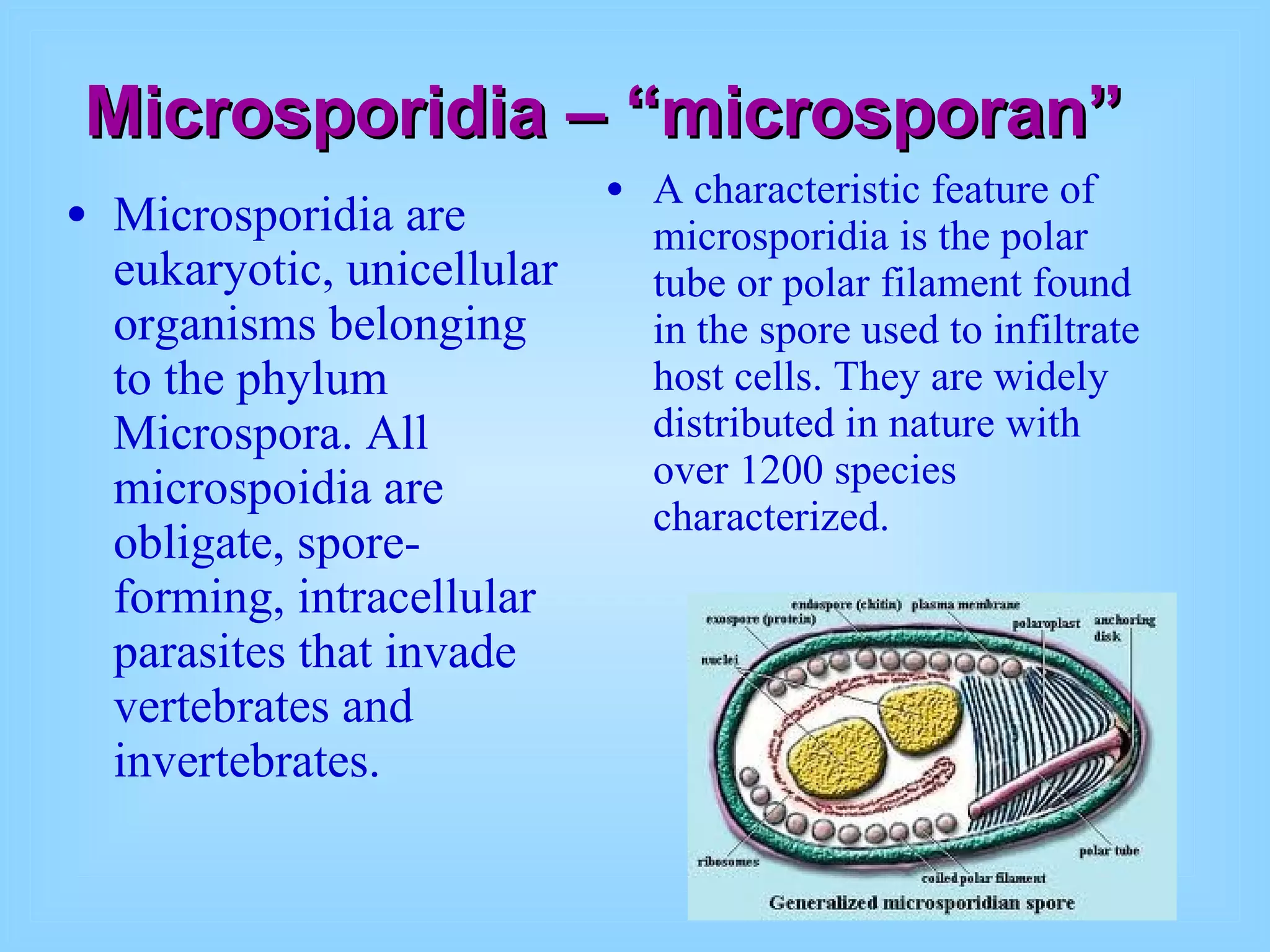 Microsporidia – “microsporan” Microsporidia are eukaryotic, unicellular organisms belonging to the phylum Microspora. All microspoidia are obligate, spore-forming, intracellular parasites that invade vertebrates and invertebrates.  A characteristic feature of microsporidia is the polar tube or polar filament found in the spore used to infiltrate host cells. They are widely distributed in nature with over 1200 species characterized.  