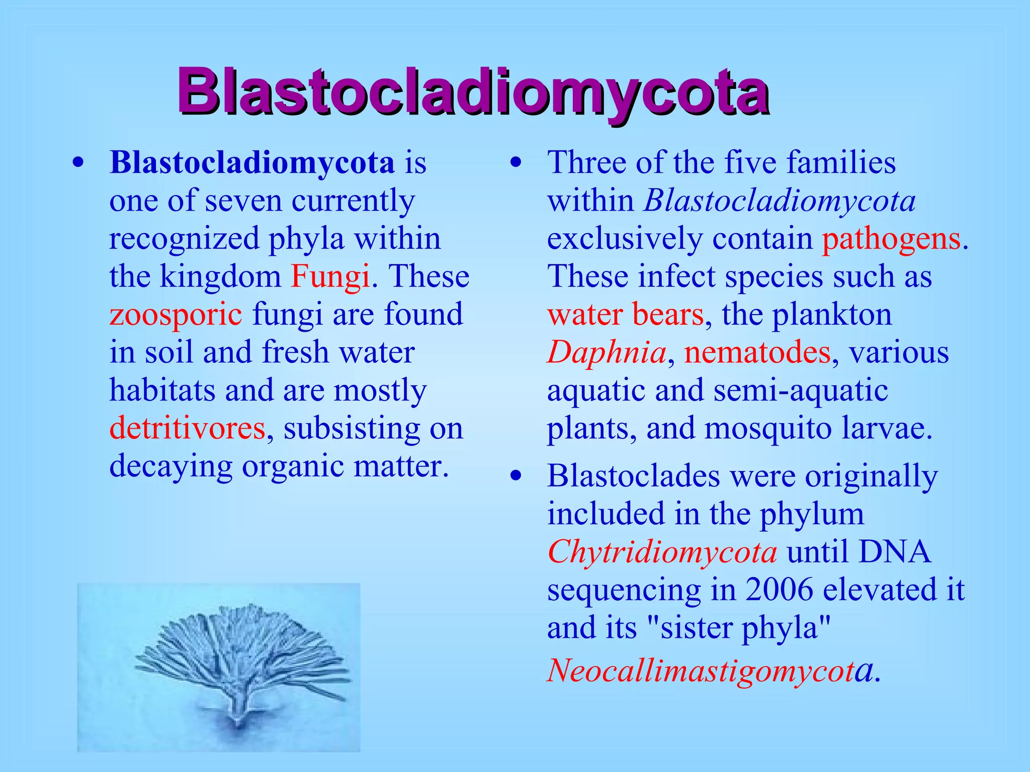 Blastocladiomycota Blastocladiomycota  is one of seven currently recognized phyla within the kingdom  Fungi . These  zoosporic  fungi are found in soil and fresh water habitats and are mostly  detritivores , subsisting on decaying organic matter. Three of the five families within  Blastocladiomycota  exclusively contain  pathogens . These infect species such as  water bears , the plankton  Daphnia ,  nematodes , various aquatic and semi-aquatic plants, and mosquito larvae. Blastoclades were originally included in the phylum  Chytridiomycota  until DNA sequencing in 2006 elevated it and its "sister phyla"  Neocallimastigomycot a . 