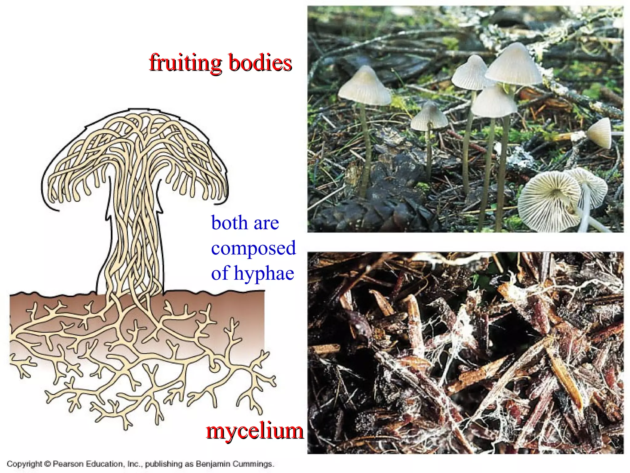 mycelium fruiting bodies both are composed of hyphae 