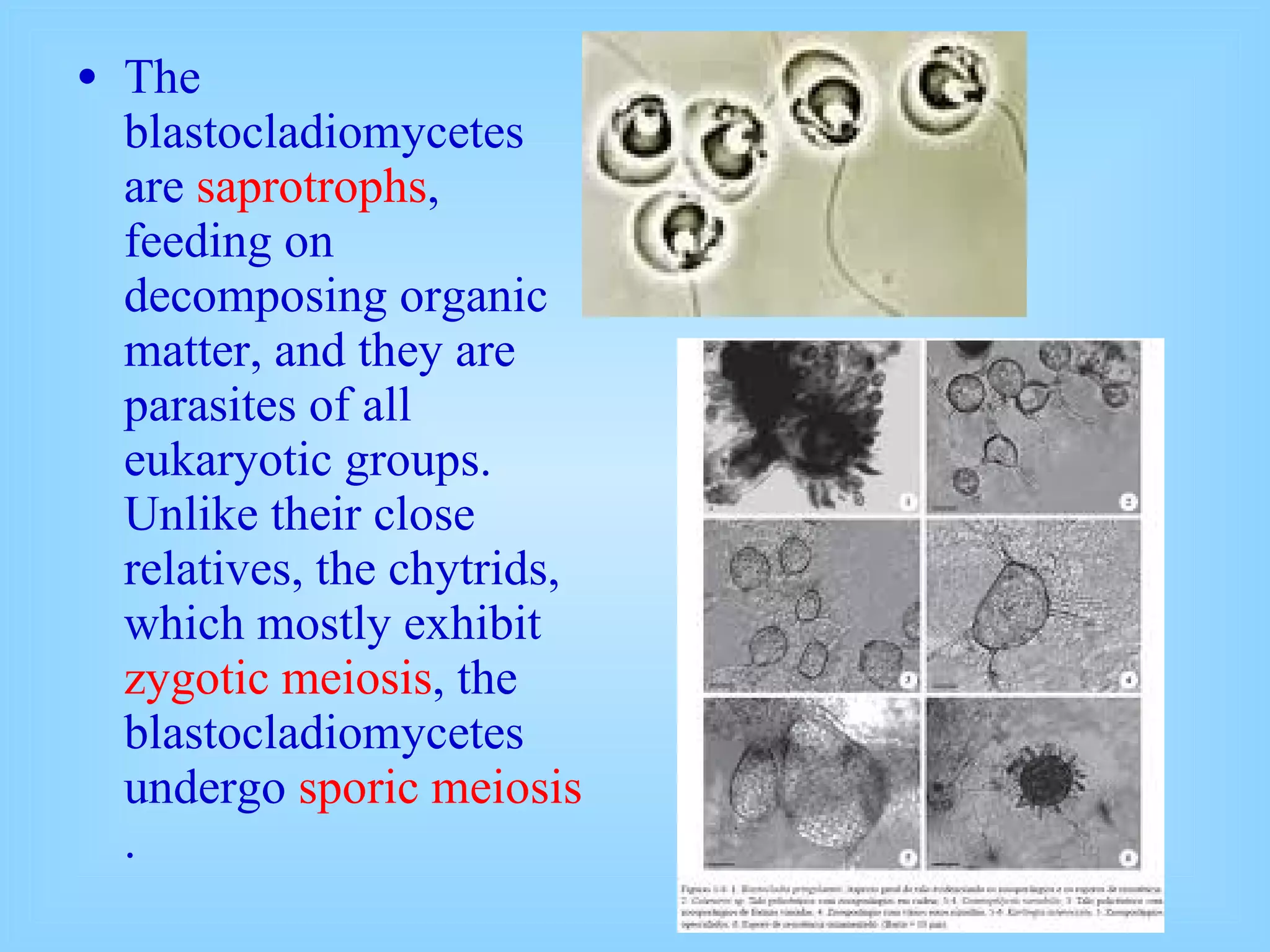 The blastocladiomycetes are  saprotrophs , feeding on decomposing organic matter, and they are parasites of all eukaryotic groups. Unlike their close relatives, the chytrids, which mostly exhibit  zygotic meiosis , the blastocladiomycetes undergo  sporic meiosis . 