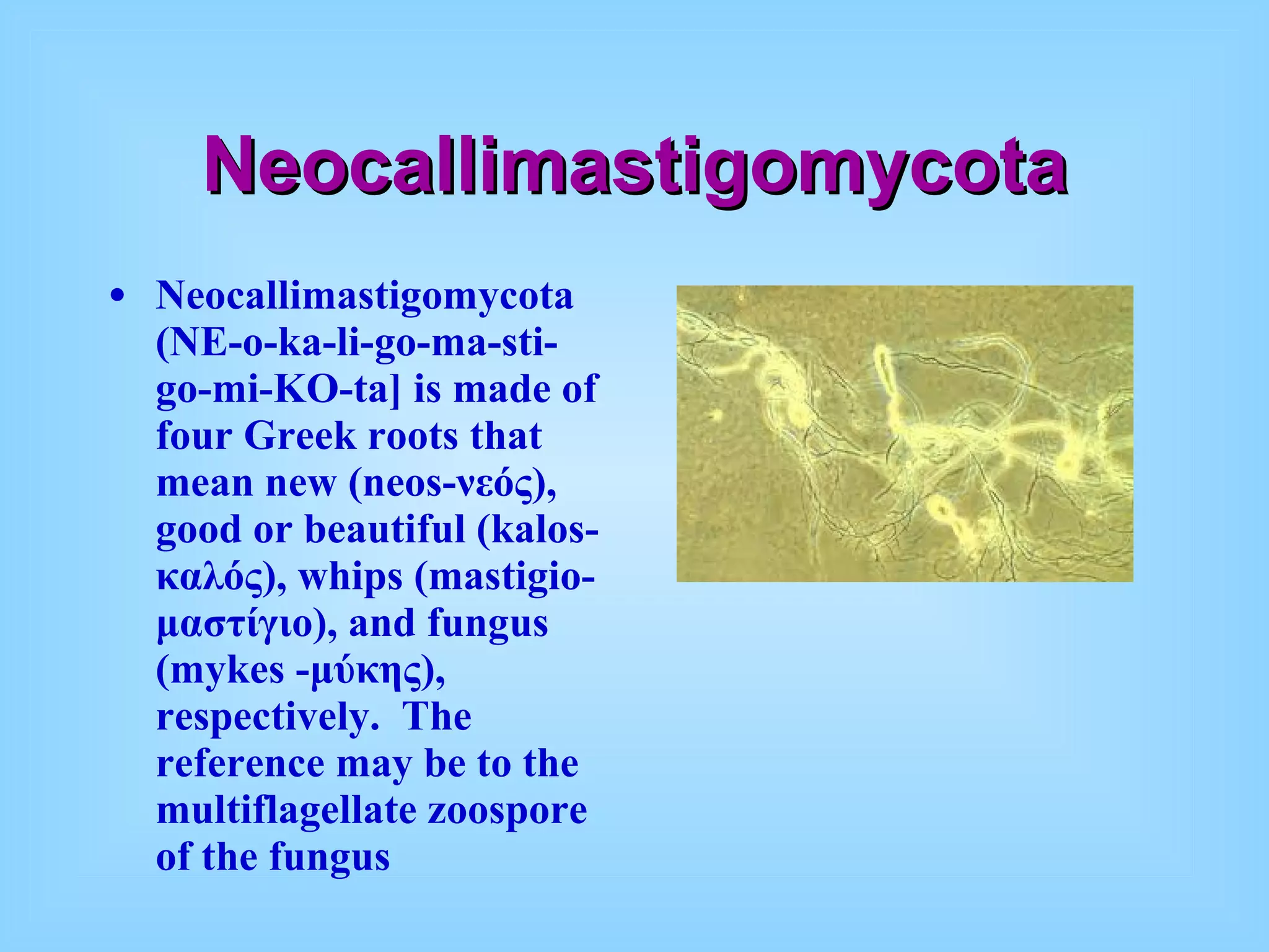 Neocallimastigomycota Neocallimastigomycota (NE-o-ka-li-go-ma-sti-go-mi-KO-ta] is made of four Greek roots that mean new (neos- νεός),  good or beautiful (kalos- καλός),  whips (mastigio- μαστίγιο),  and fungus (mykes - μύκης),  respectively.  The reference may be to the multiflagellate zoospore of the fungus 