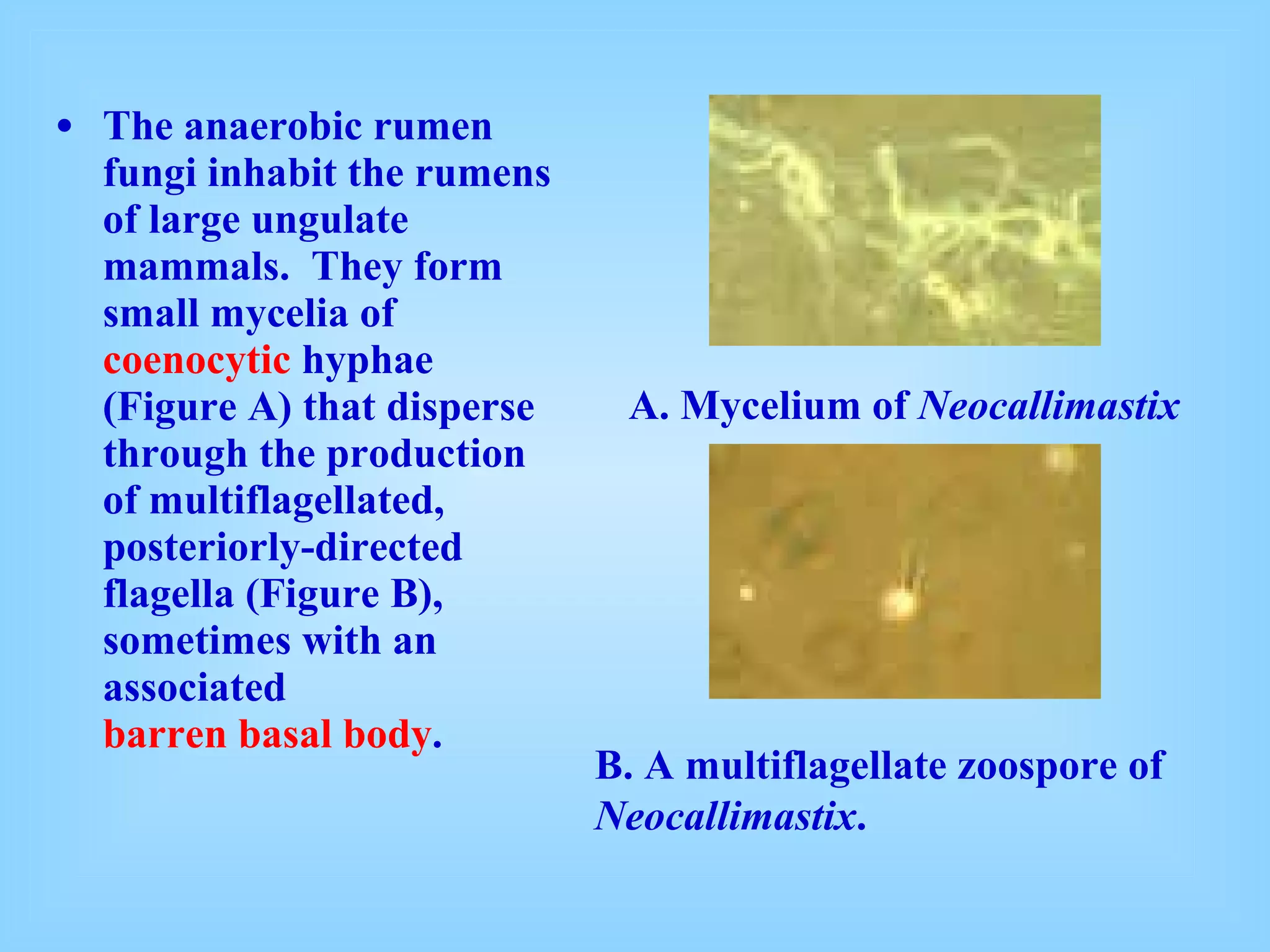 The anaerobic rumen fungi inhabit the rumens of large ungulate mammals.  They form small mycelia of  coenocytic  hyphae (Figure A) that disperse through the production of multiflagellated, posteriorly-directed flagella (Figure B), sometimes with an associated  barren basal body .  A. Mycelium of  Neocallimastix B. A multiflagellate zoospore of  Neocallimastix .  