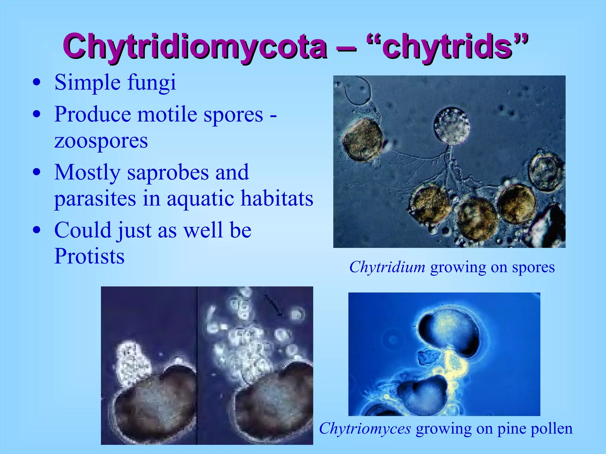 Chytridiomycota – “chytrids” Simple fungi Produce motile spores - zoospores Mostly saprobes and parasites in aquatic habitats Could just as well be Protists Chytridium  growing on spores Chytriomyces  growing on pine pollen 