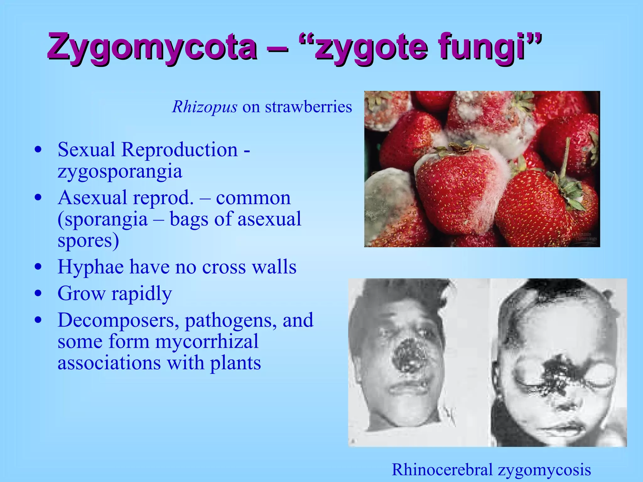 Zygomycota – “zygote fungi” Sexual Reproduction - zygosporangia Asexual reprod. – common (sporangia – bags of asexual spores) Hyphae have no cross walls Grow rapidly Decomposers, pathogens, and some form mycorrhizal associations with plants Rhizopus  on strawberries Rhinocerebral zygomycosis 