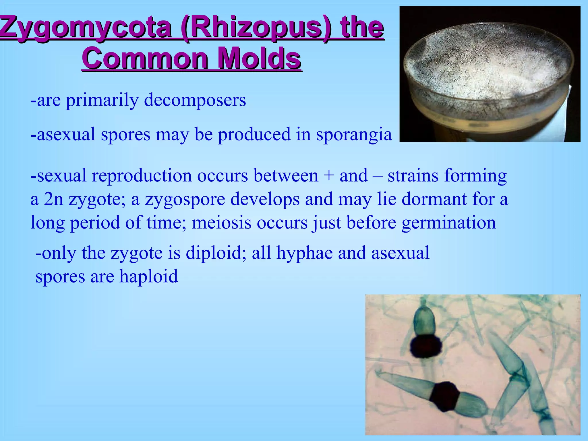 Zygomycota (Rhizopus) the Common Molds -are primarily decomposers   -asexual spores may be produced in sporangia   -sexual reproduction occurs between + and – strains forming a 2n zygote; a zygospore develops and may lie dormant for a long period of time; meiosis occurs just before germination   -only the zygote is diploid; all hyphae and asexual spores are haploid   