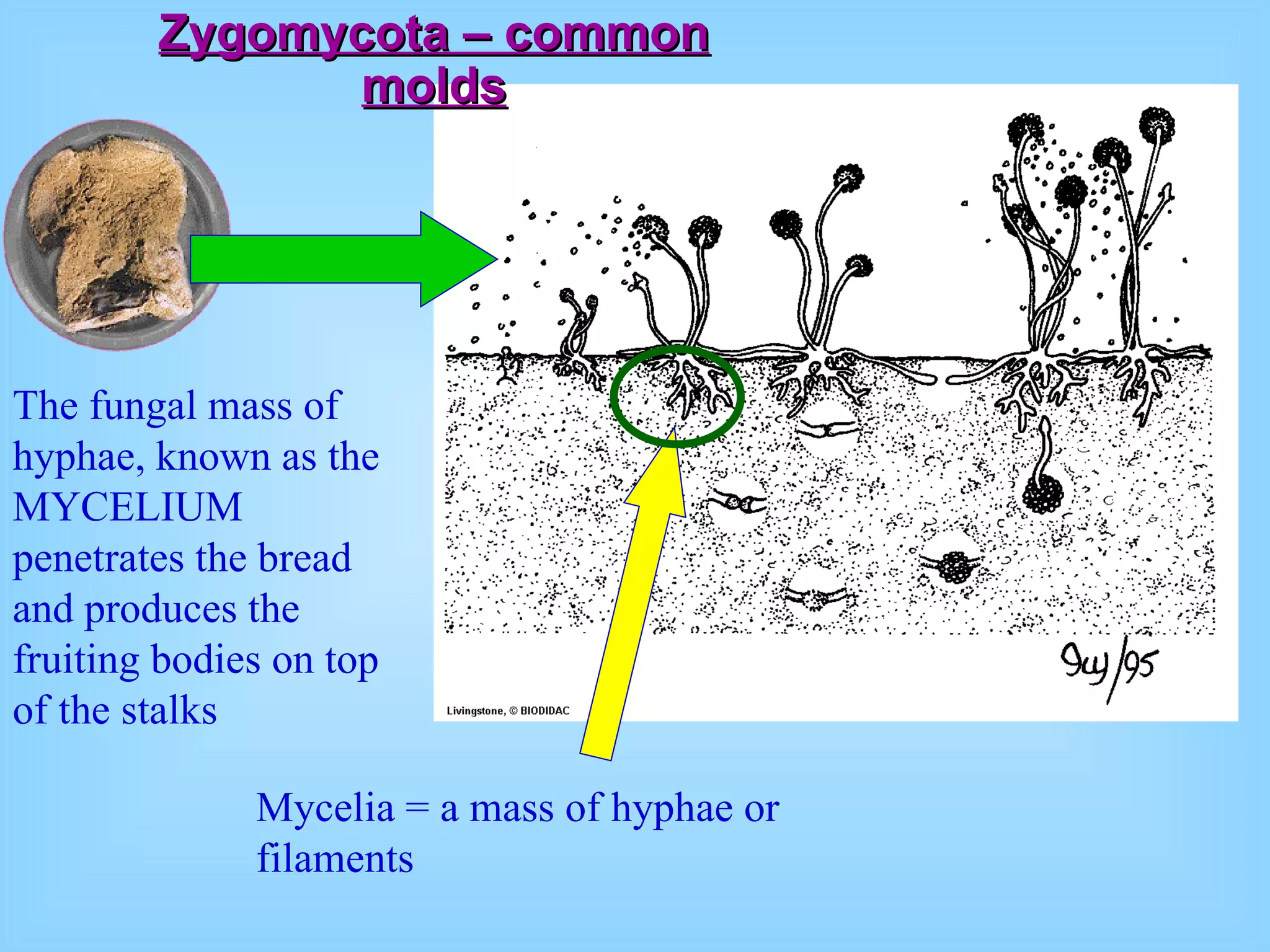 Zygomycota – common molds The fungal mass of hyphae, known as the MYCELIUM penetrates the bread and produces the fruiting bodies on top of the stalks Mycelia = a mass of hyphae or filaments 