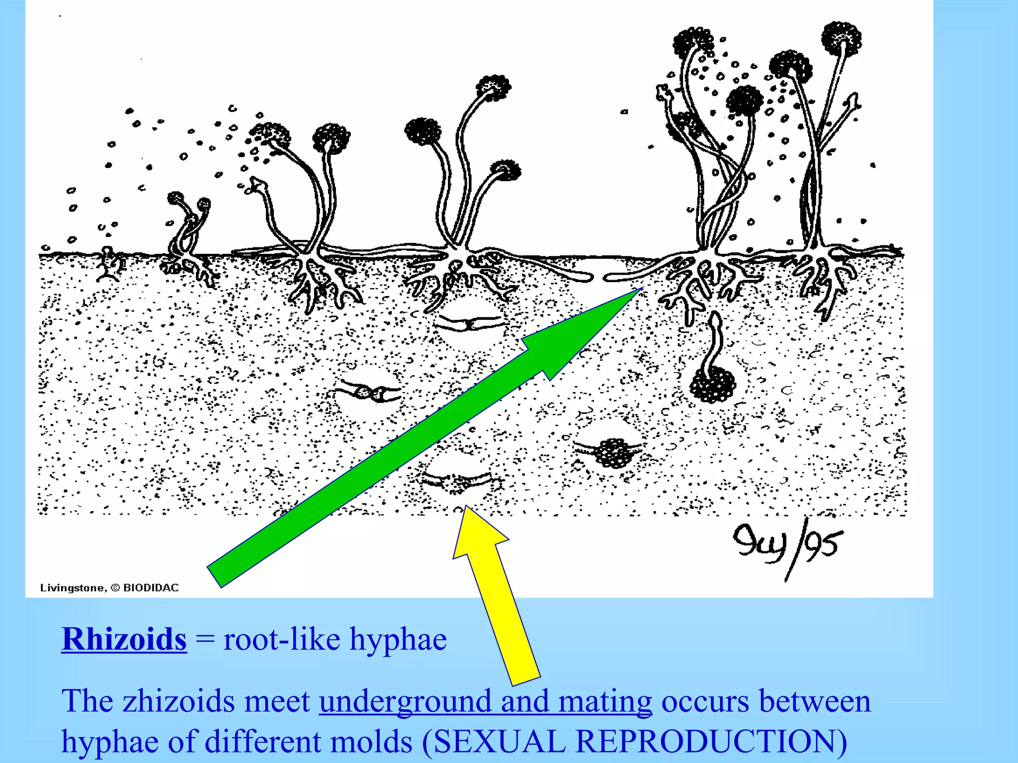 Rhizoids  = root-like hyphae  The zhizoids meet  underground and mating  occurs between hyphae of different molds (SEXUAL REPRODUCTION) 