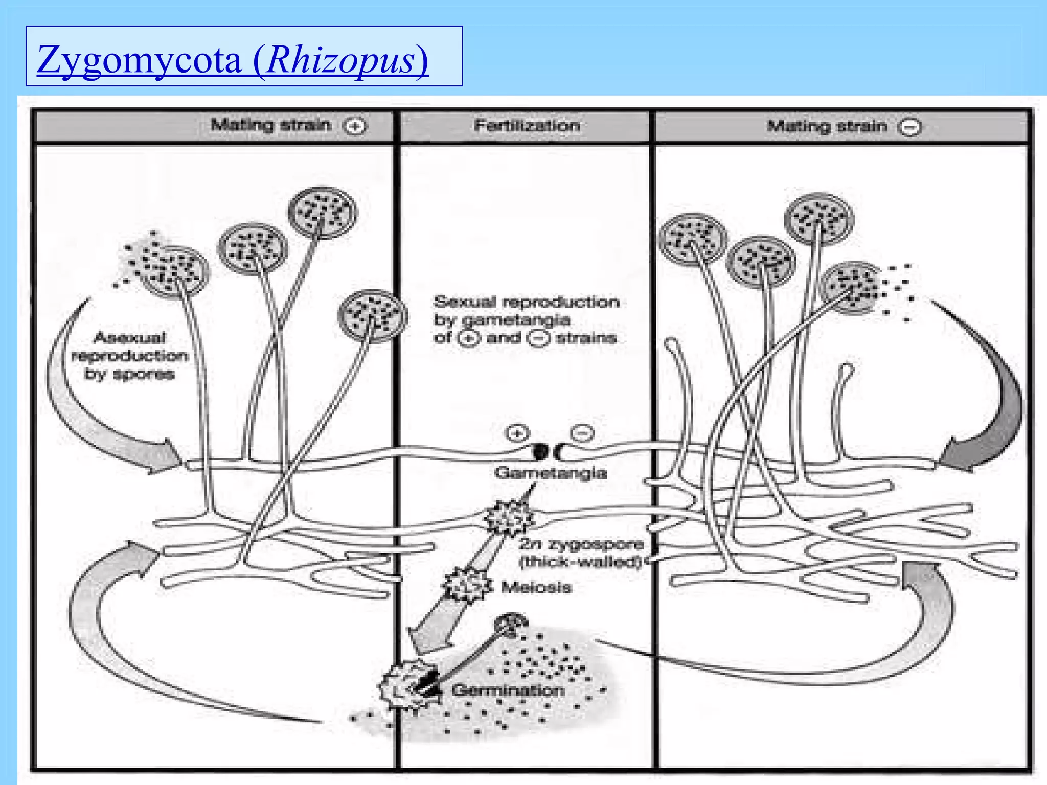 Zygomycota ( Rhizopus )   